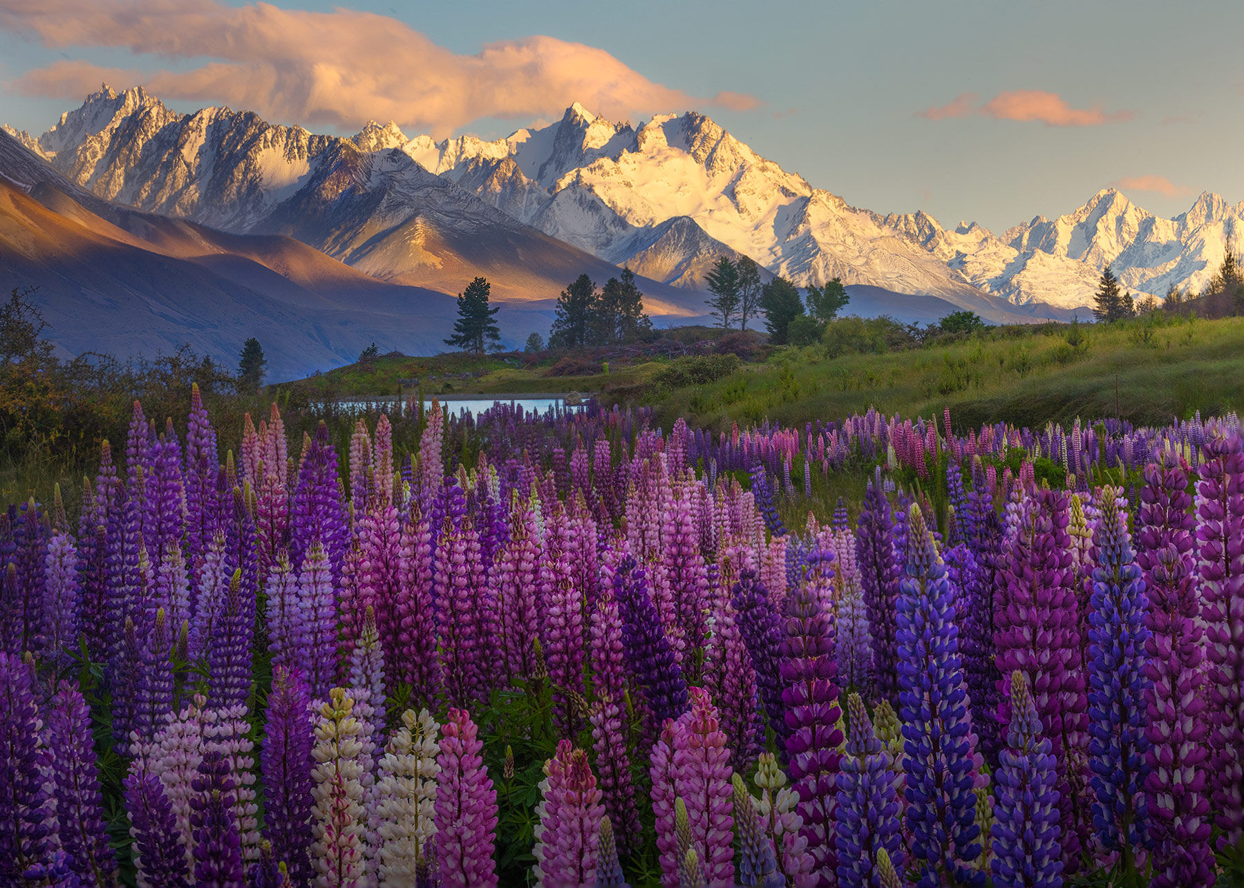 A rainbow of colors spread across these amazing New Zealand meadows in Spring with fresh snow on the peaks beyond