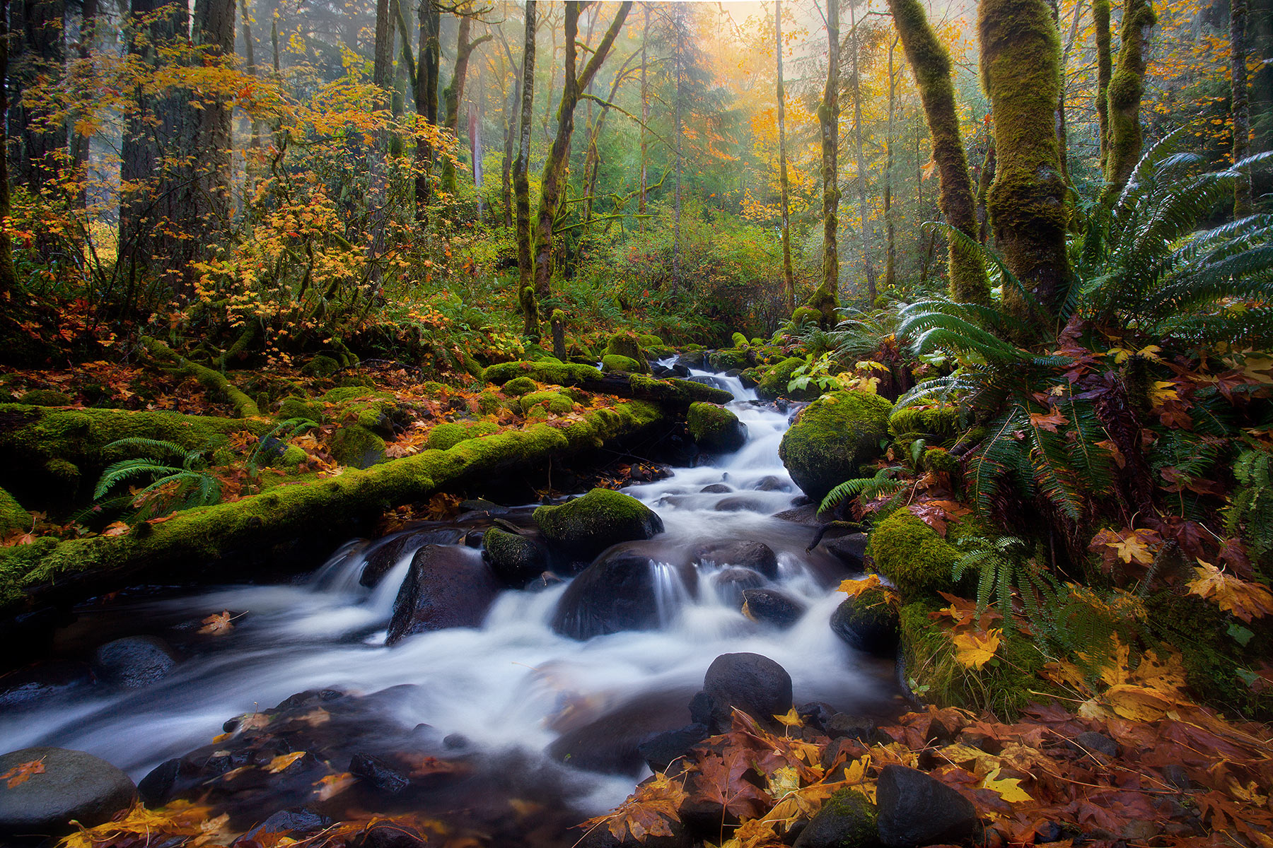 Fog and soft light above beautiful cascades on a rare Autumn day in Oregon's Columbia Gorge.