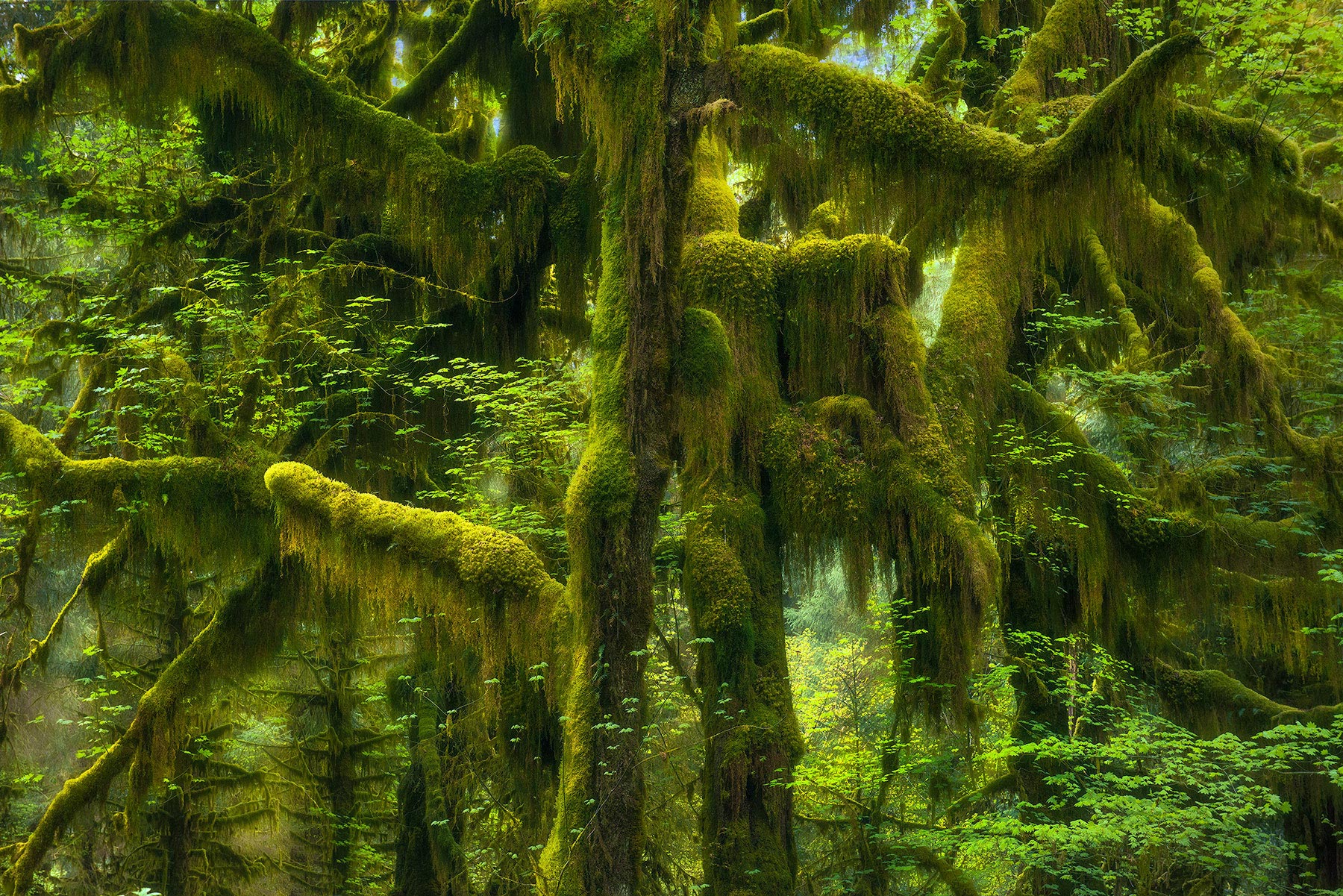 Soft light in showing off the mossy forests of the Hoh, in Olympic National Park, Washington.&nbsp;