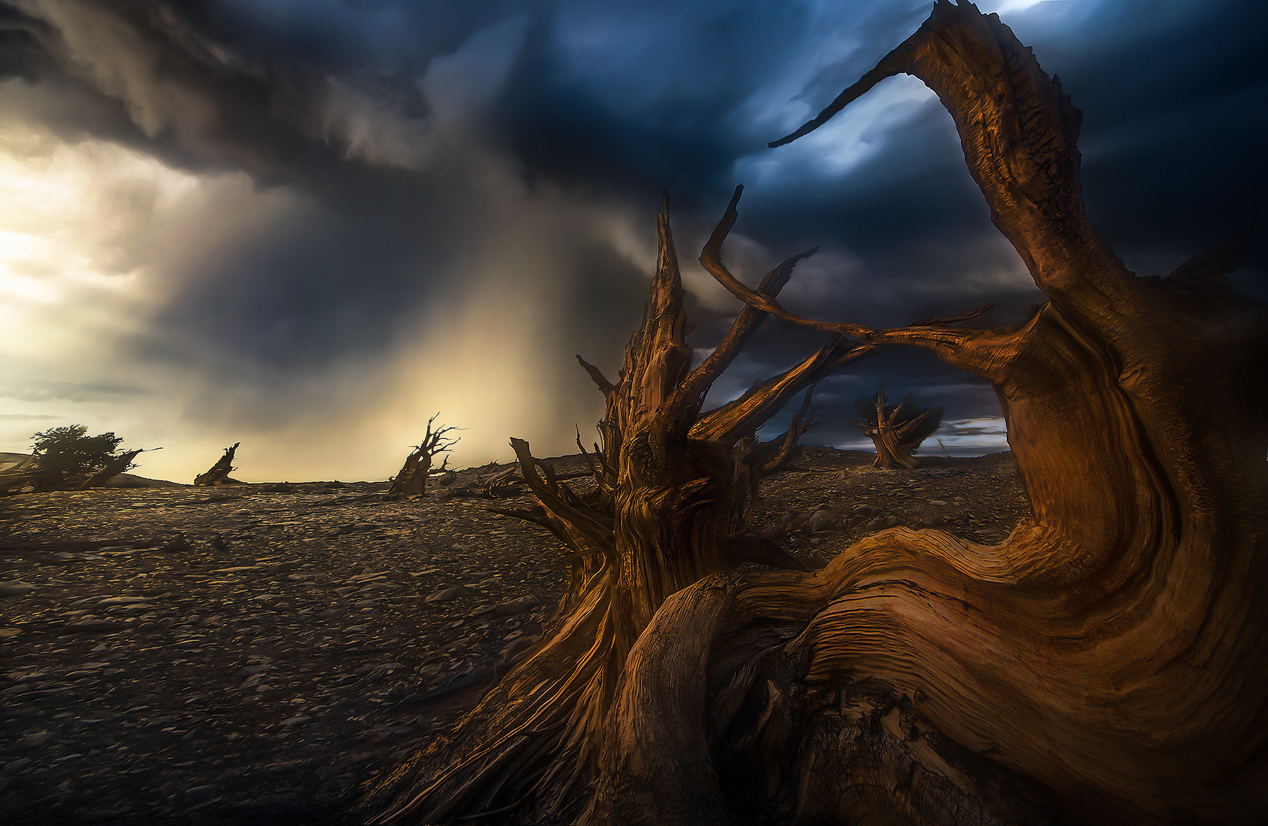 Sunset light through the storm, ancient Bristlecone Pine.