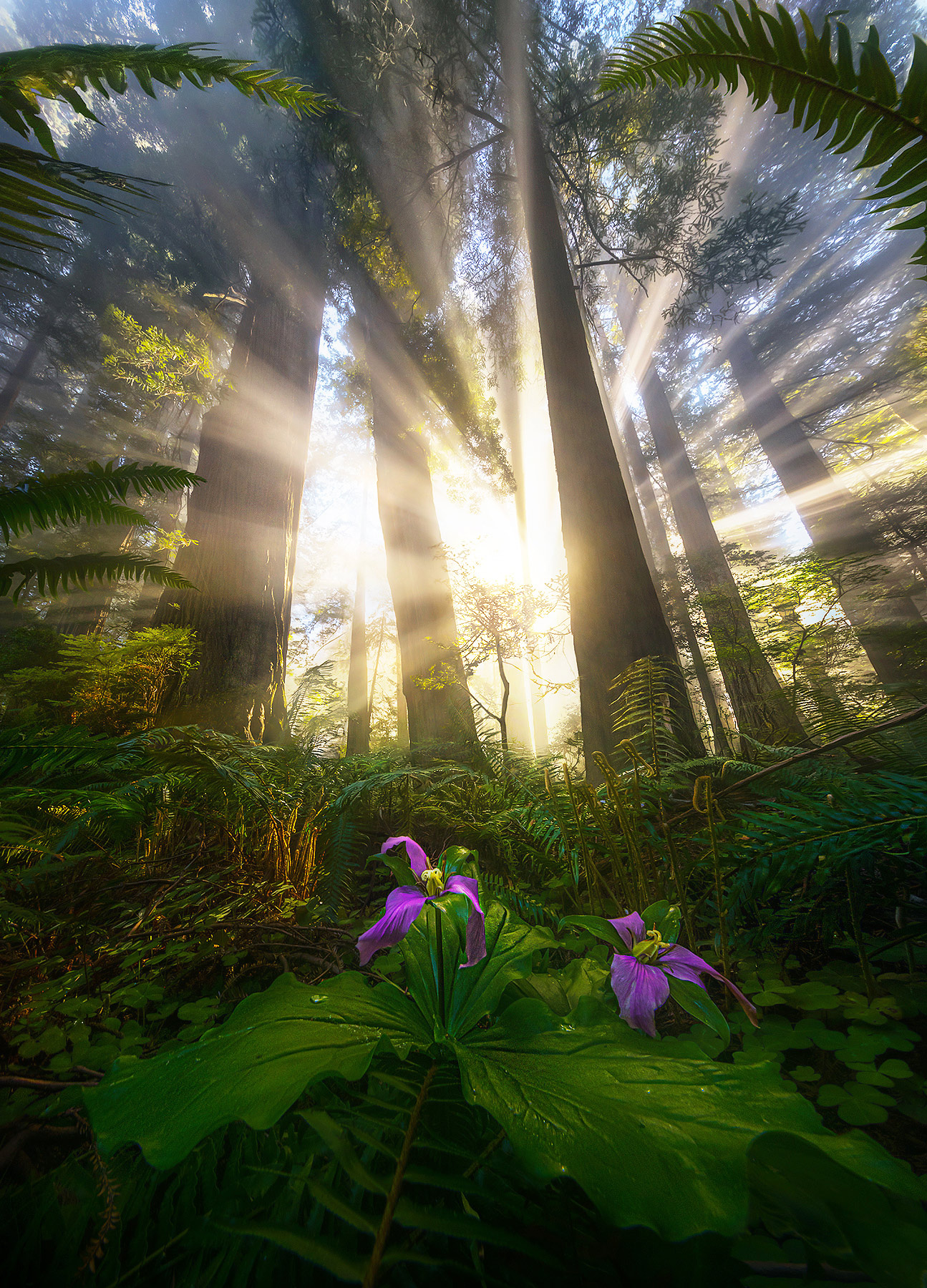 An amazing show of light over trillium flowers and ferns from a low, ultra-wide-angle perspective.