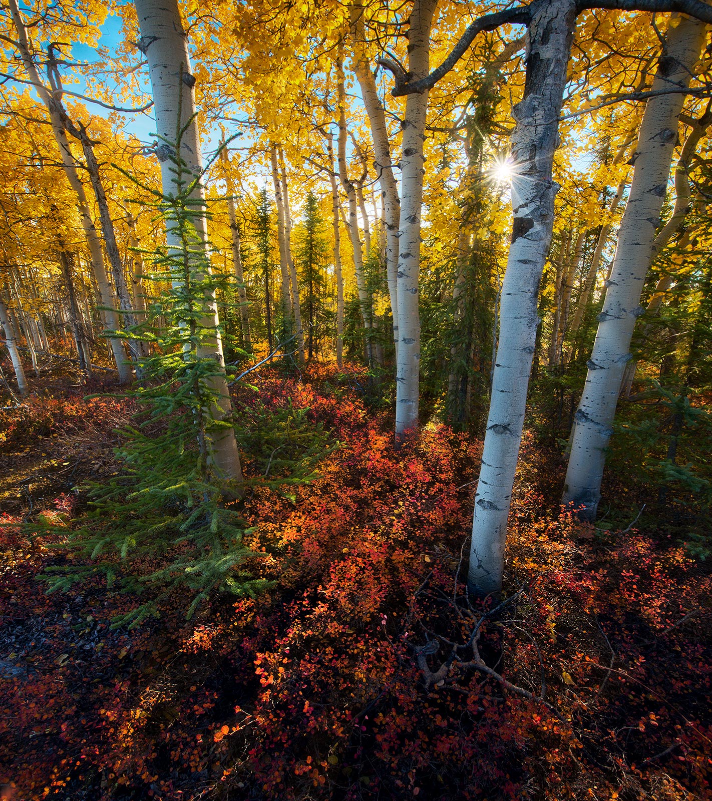 Just a simple array of Autumn colors and beautiful light photographed in a forest just outside Dawson City, in the Yukon.