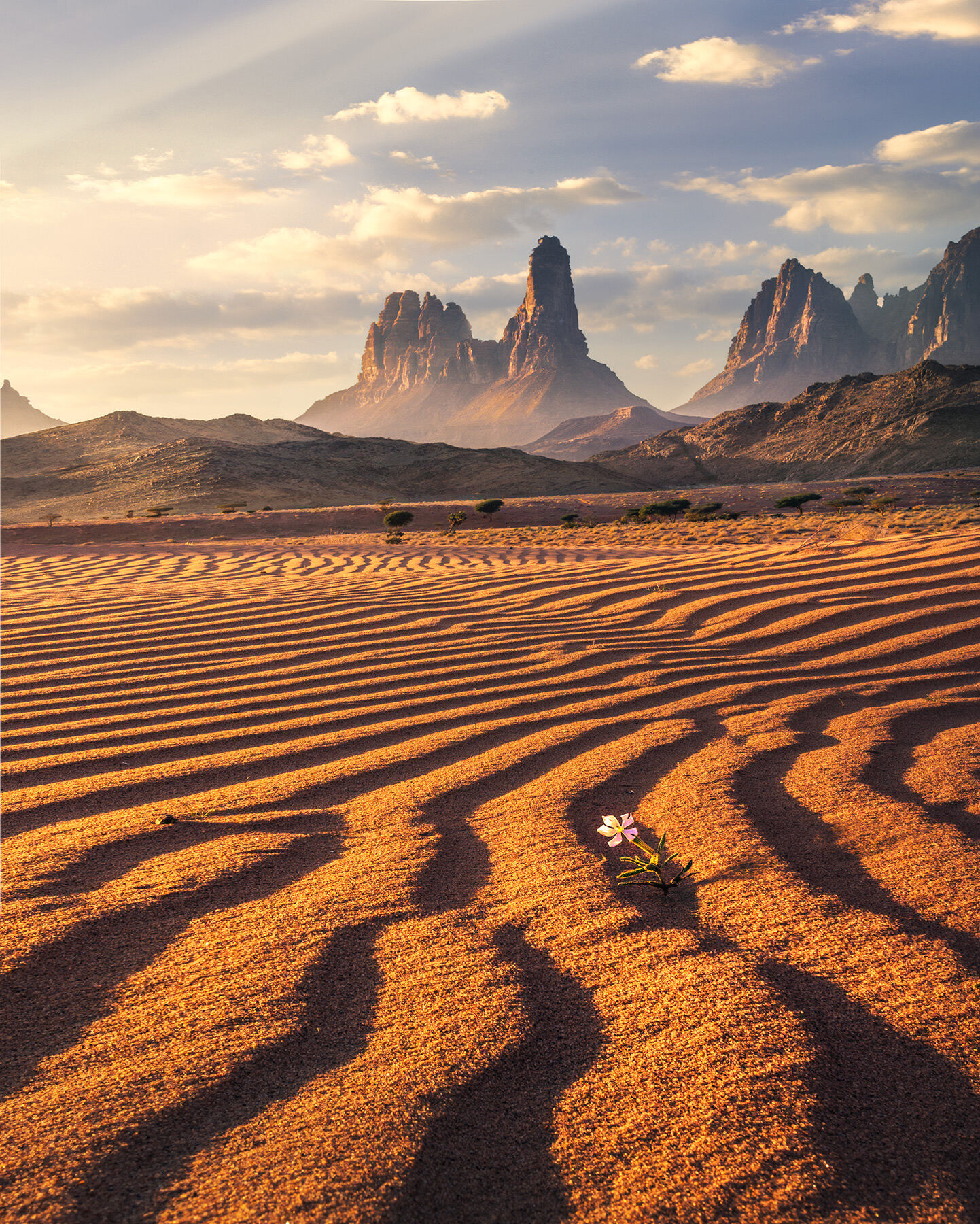 A lone bloom in the dunes beneath high towers in Tabuk region, Saudi Arabia.