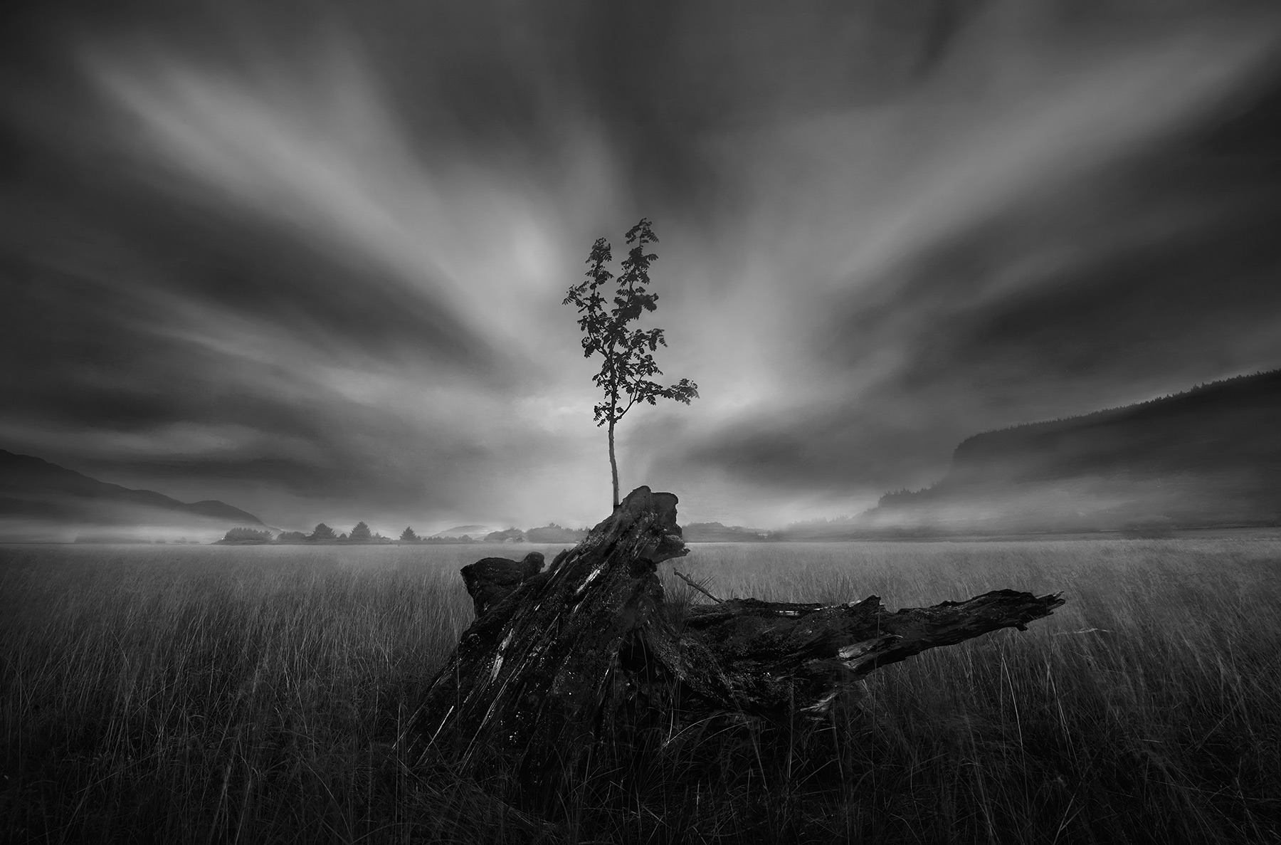 Life of a new tree rises from the old. The story of life renewed. A black and white presentation with cloud motion from a long...