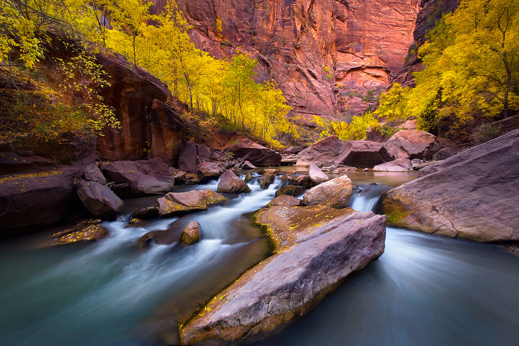 Zion's Virgin River flows through colorful Autumn Cottonwoods inside a deep sandstone canyon.