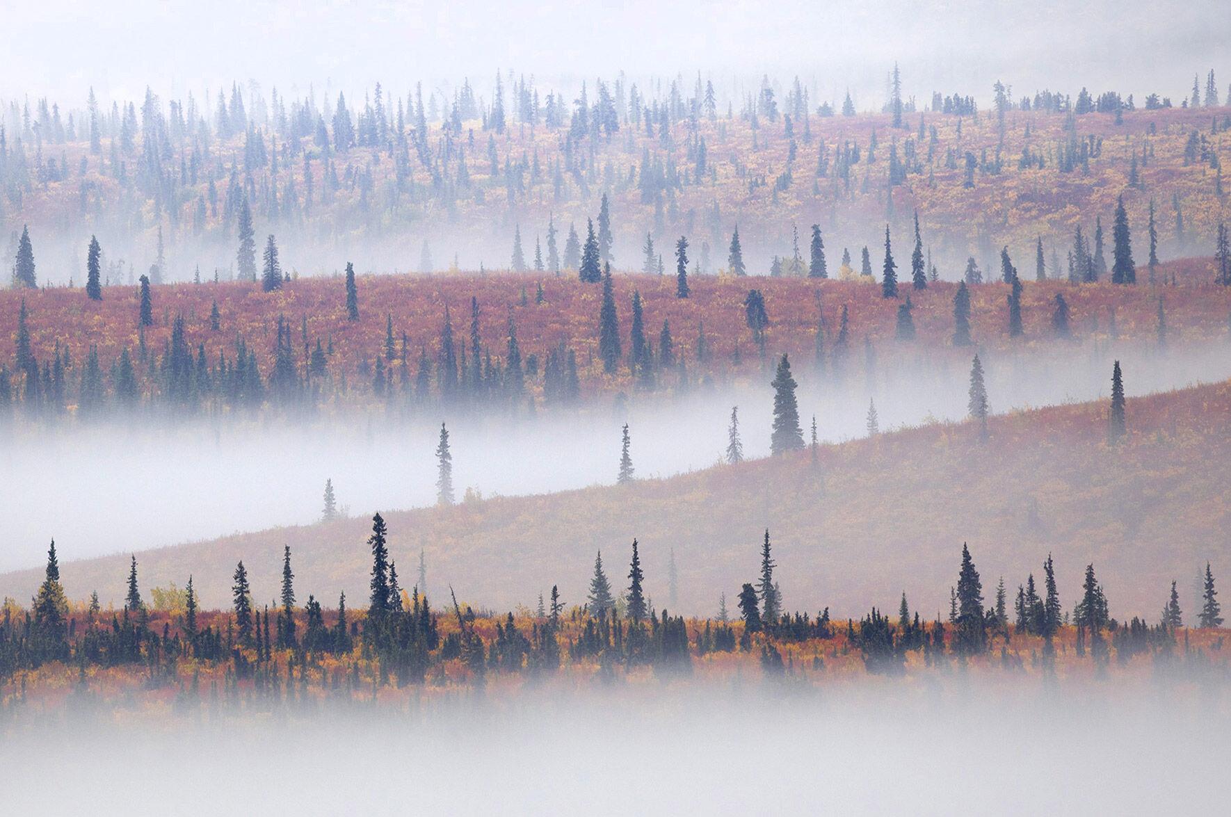 A rare moment where the layers of trees were visible amidst fall colors through my 800mm lens in Alaska.