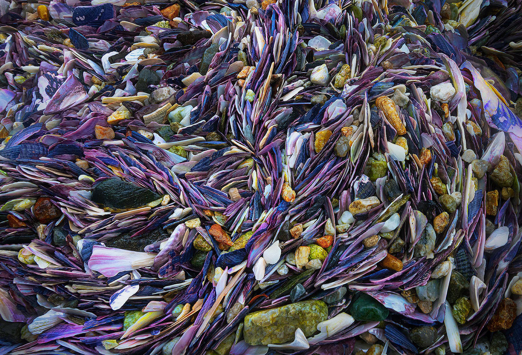 Oyster and mussel shells left behind on a beach in Patagonian Fjords near an ancient fishing camp