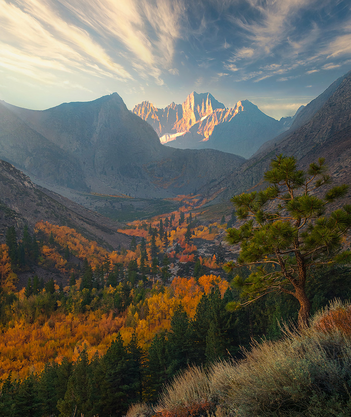 Soft light in the morning with sage, pines and aspen in the eastern Sierra of California.