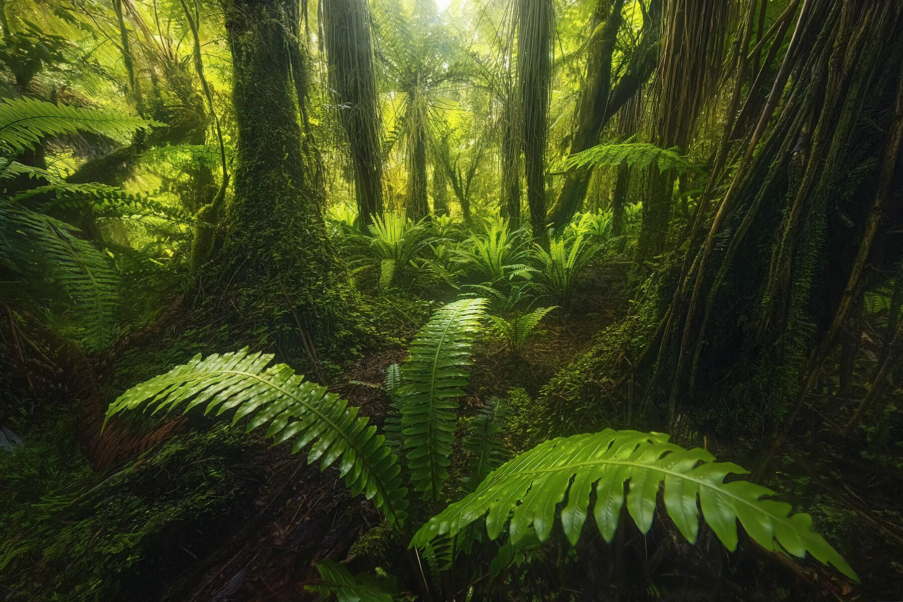 The ancient forest deep in Fiordland, New Zealand