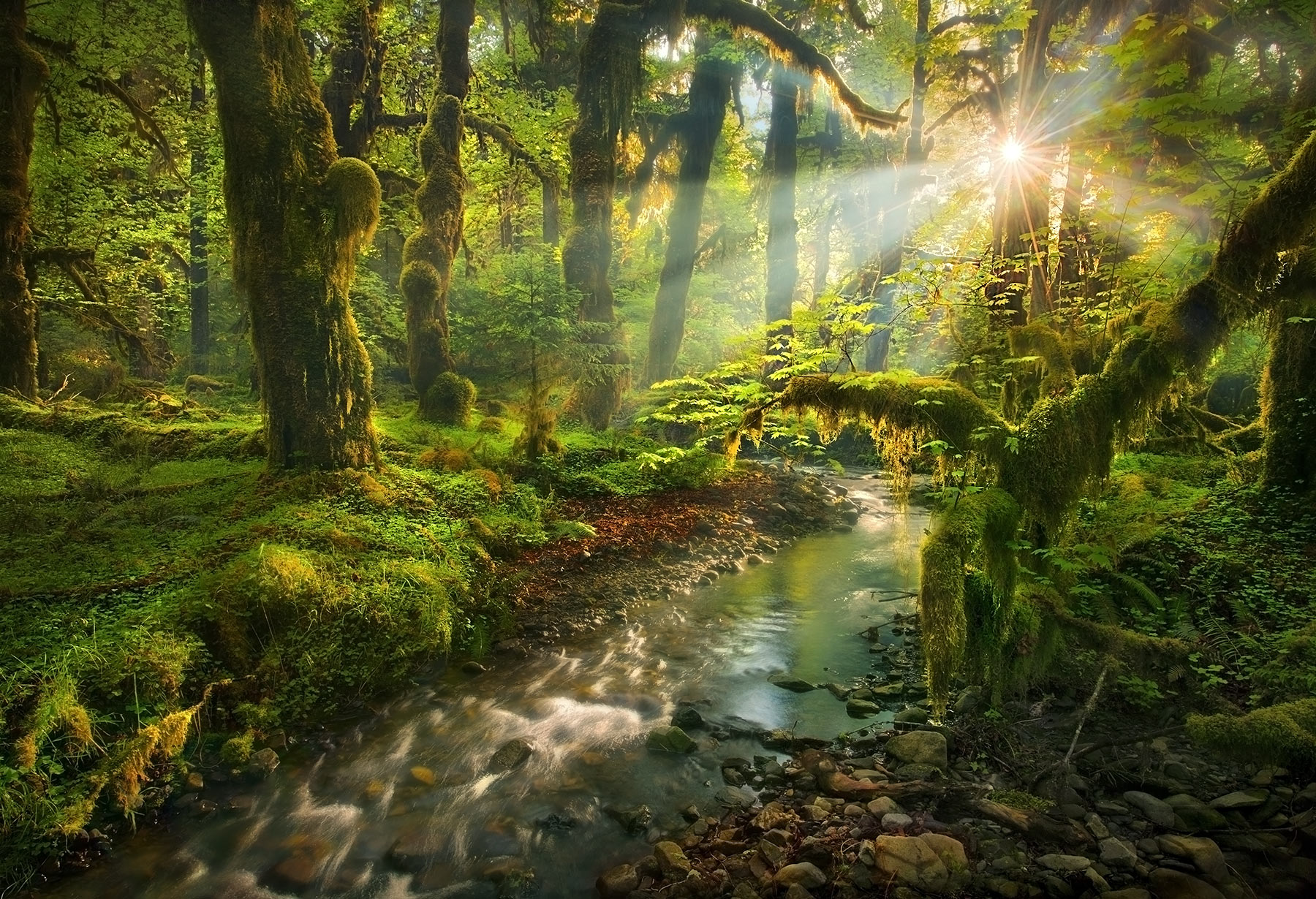 Spirit Garden (2011) One of the most remote wilderness places anywhere in the US, I spent weeks backpacking into this lush paradise and photographing...