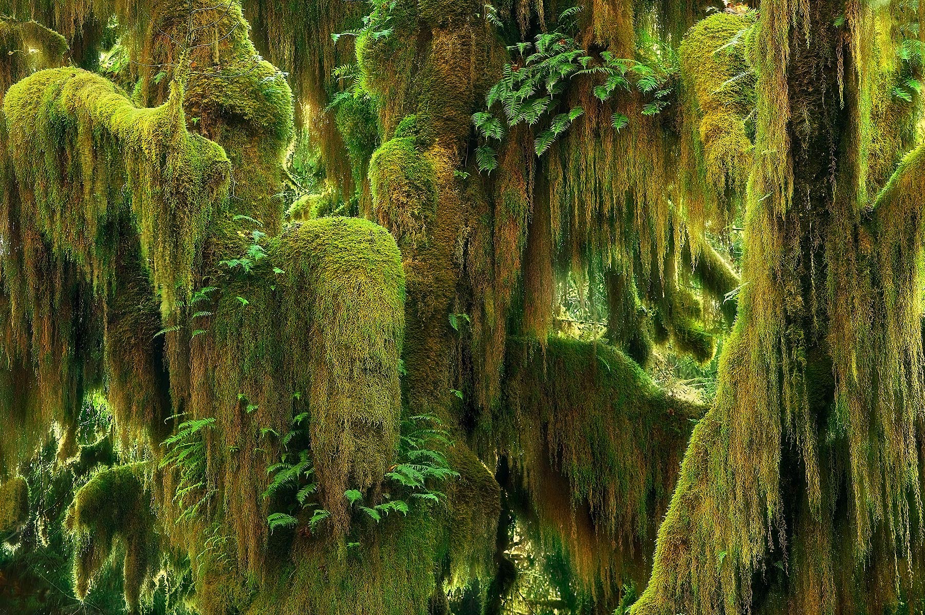 Lush tassels of moss hang from Maple trees in soft light. Hoh Rainforest, Washington.