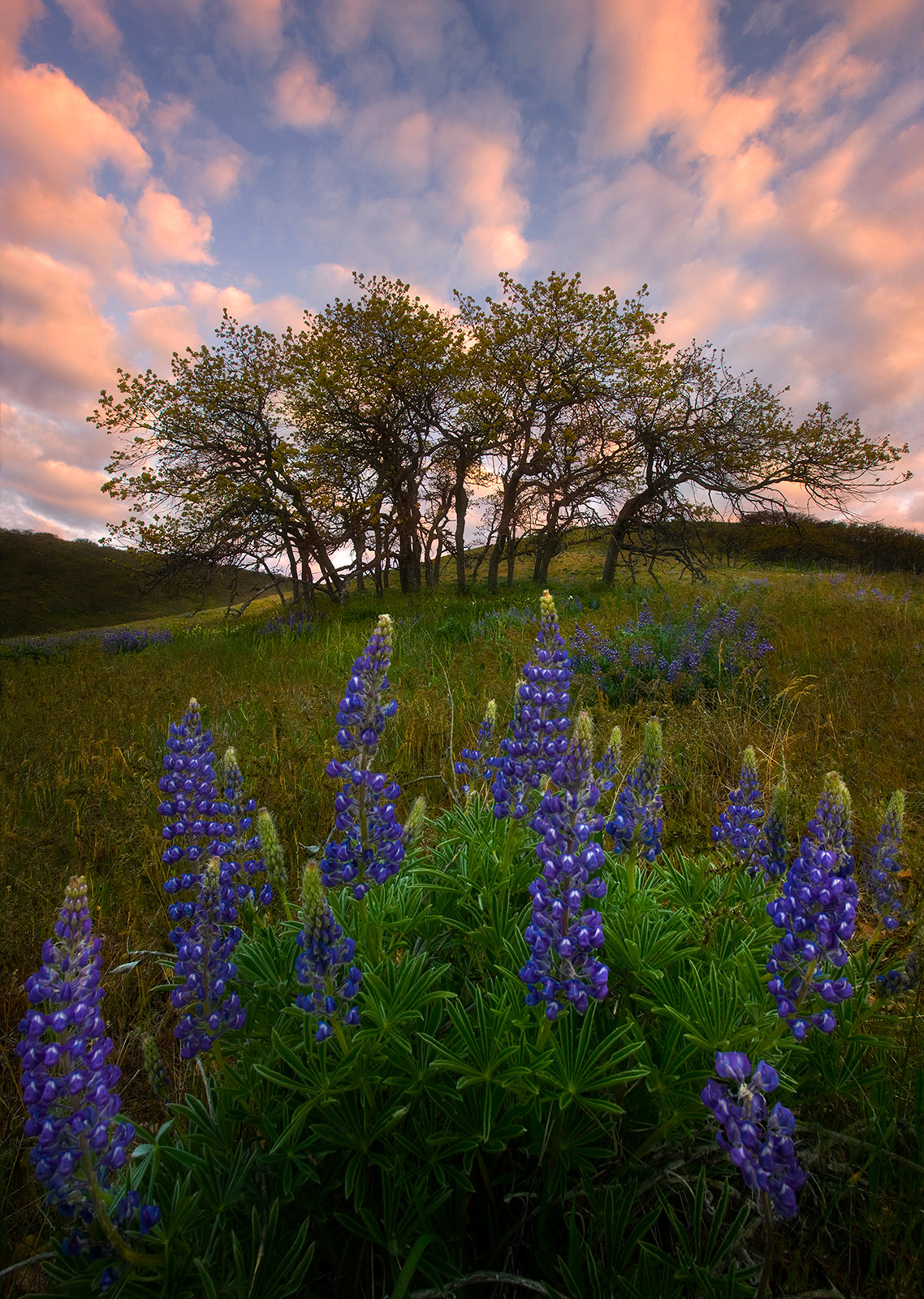 Lupine wildflowers and oaks photographed at sunrise in Washington's Columbia Hills.