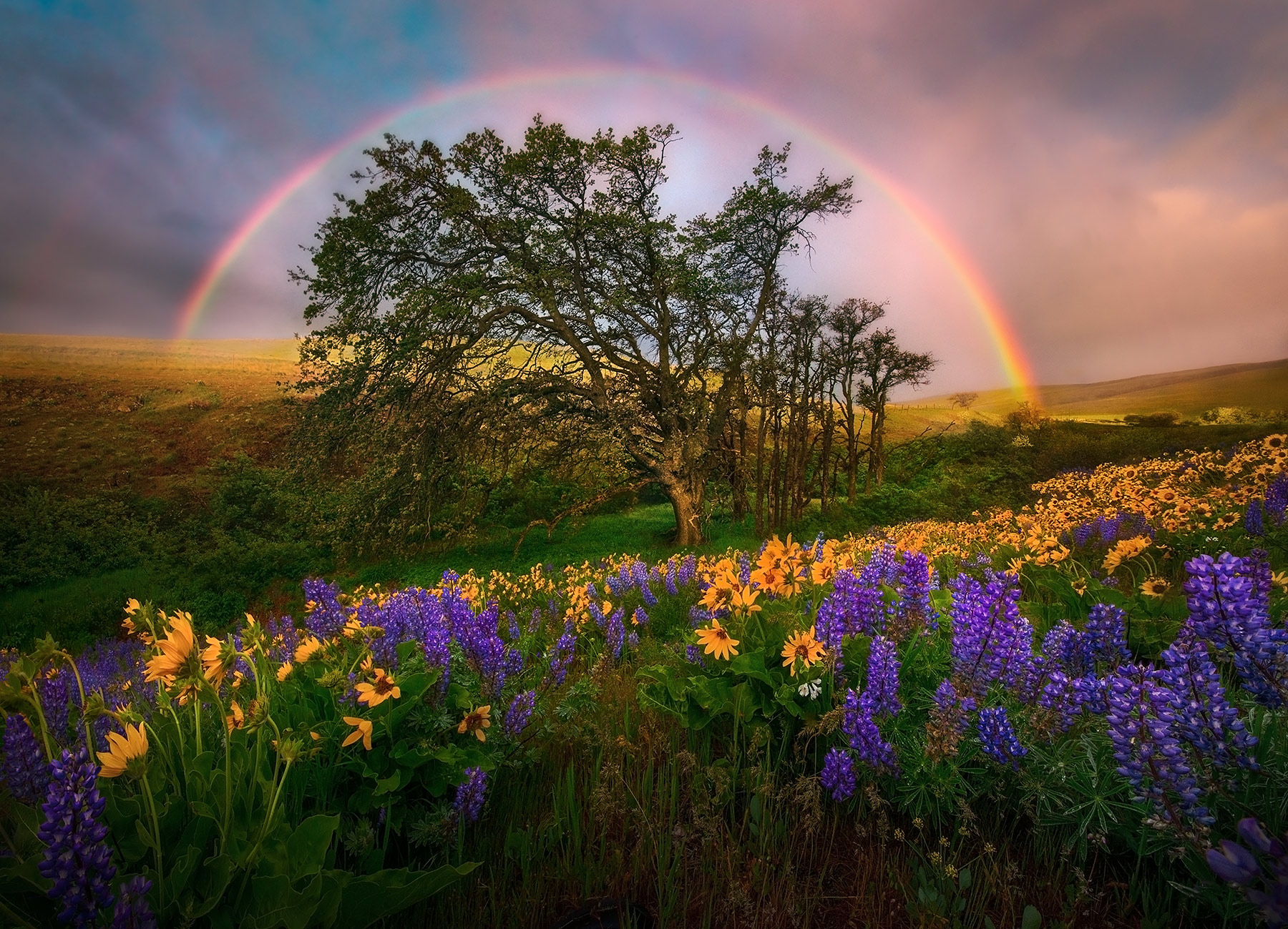 A very lucky moment of incredible light at a place I know well.  The rainbow and spring colors went very well togther on this...