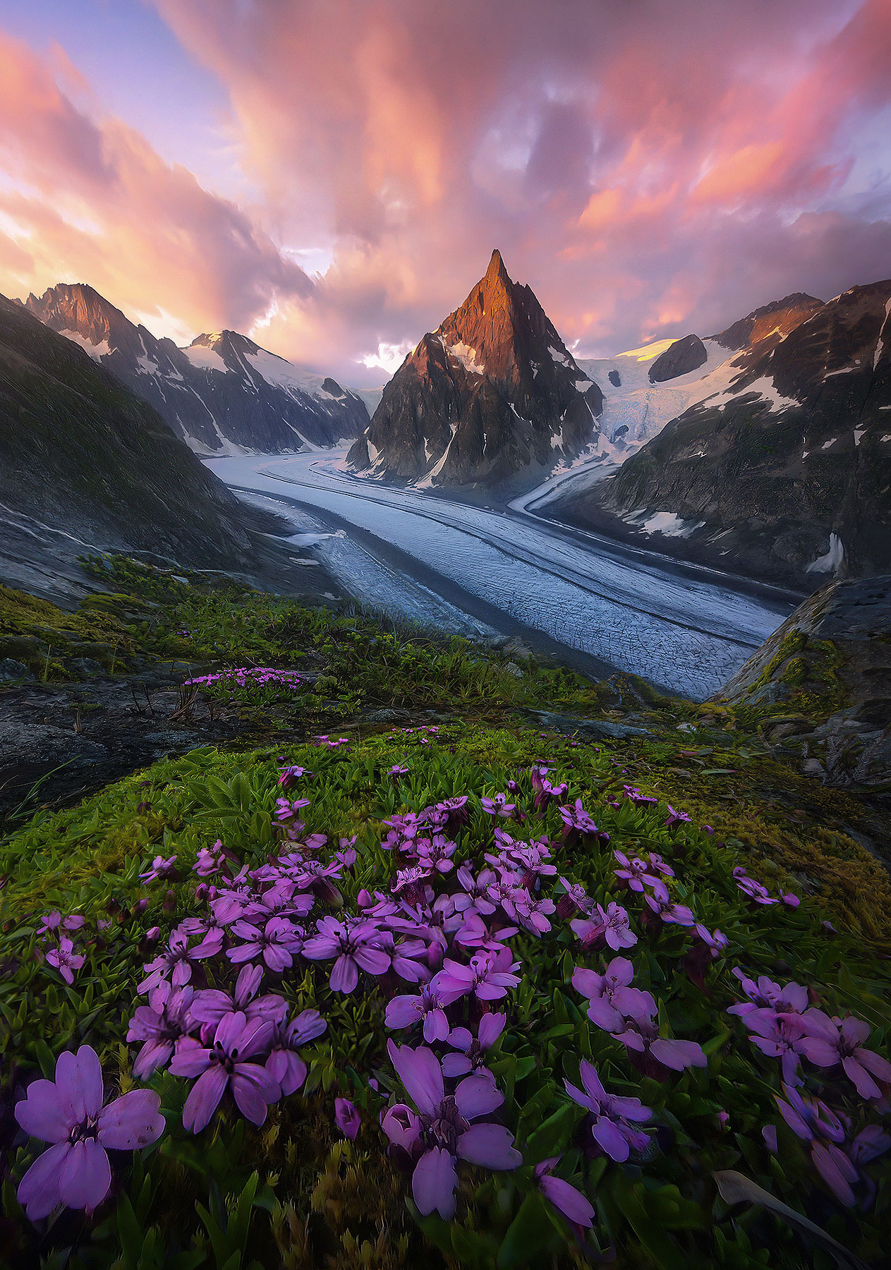 A colorful display of tiny flowers perched on an alpine ridge overlooking a sweeping glacier in Alaska's Boundary Range.  Here...