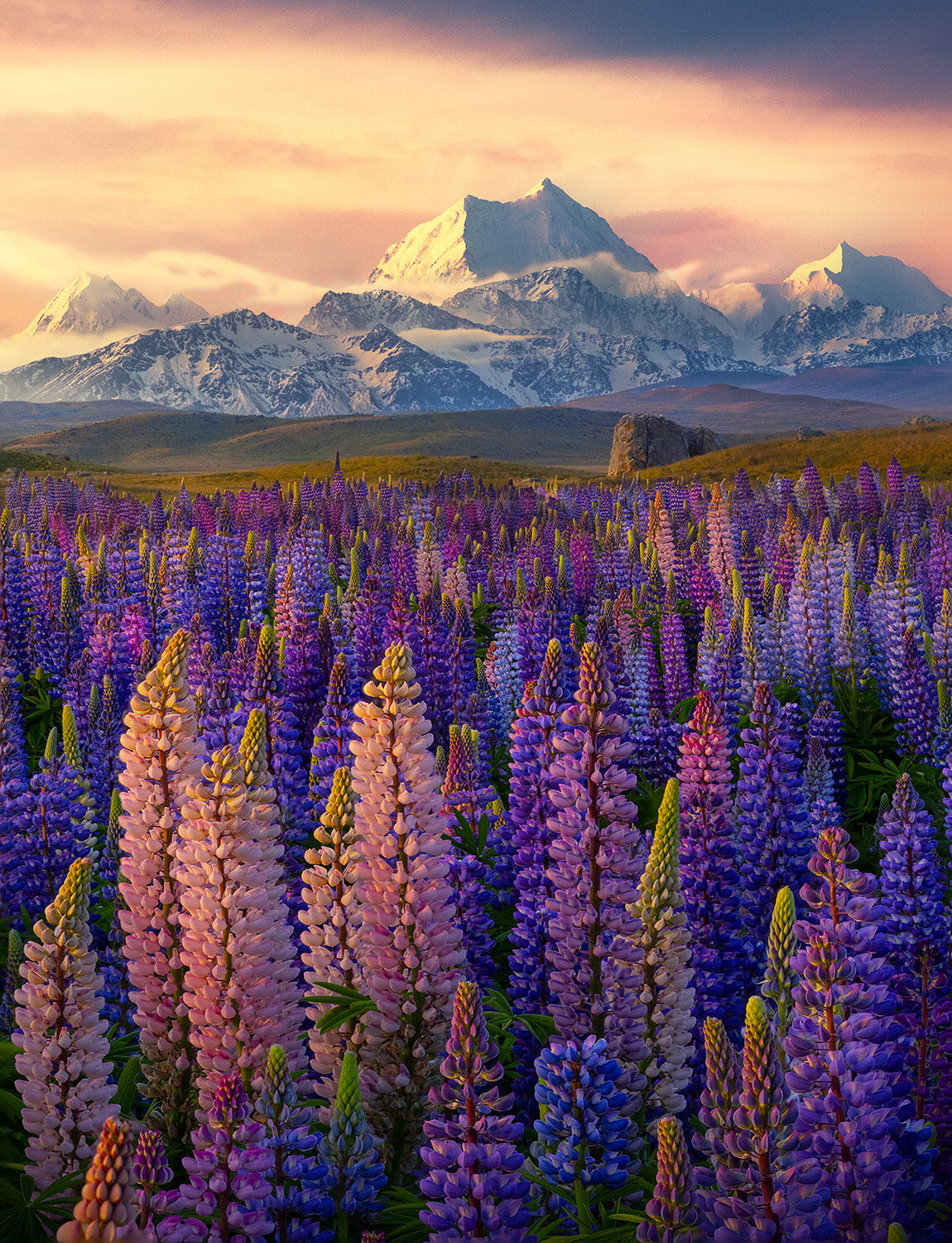 These were the most spectacular flowers I ever photographed in decades of travel.  Say what you will about the Lupin, New Zealand...