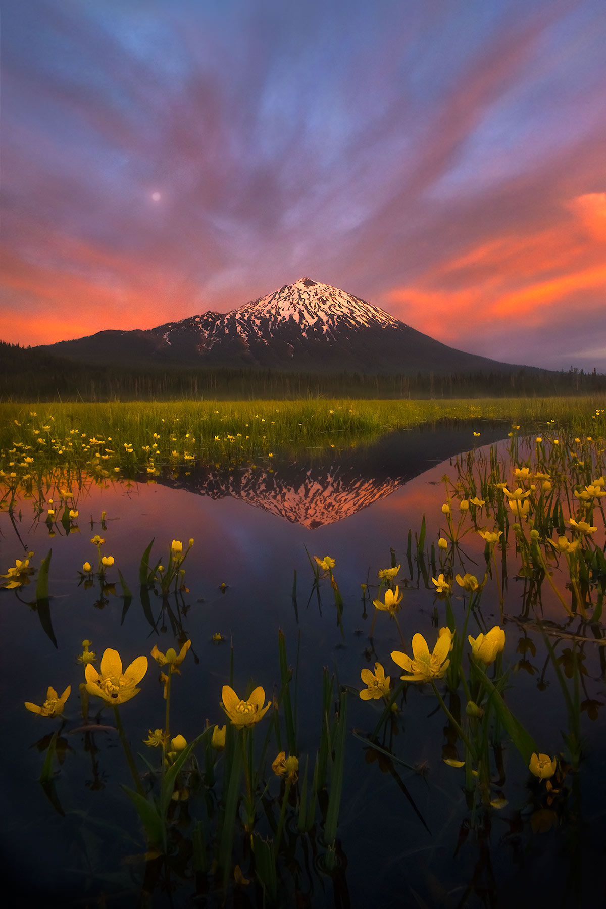 Summer Pond - Sparks Lake Meadows, Oregon