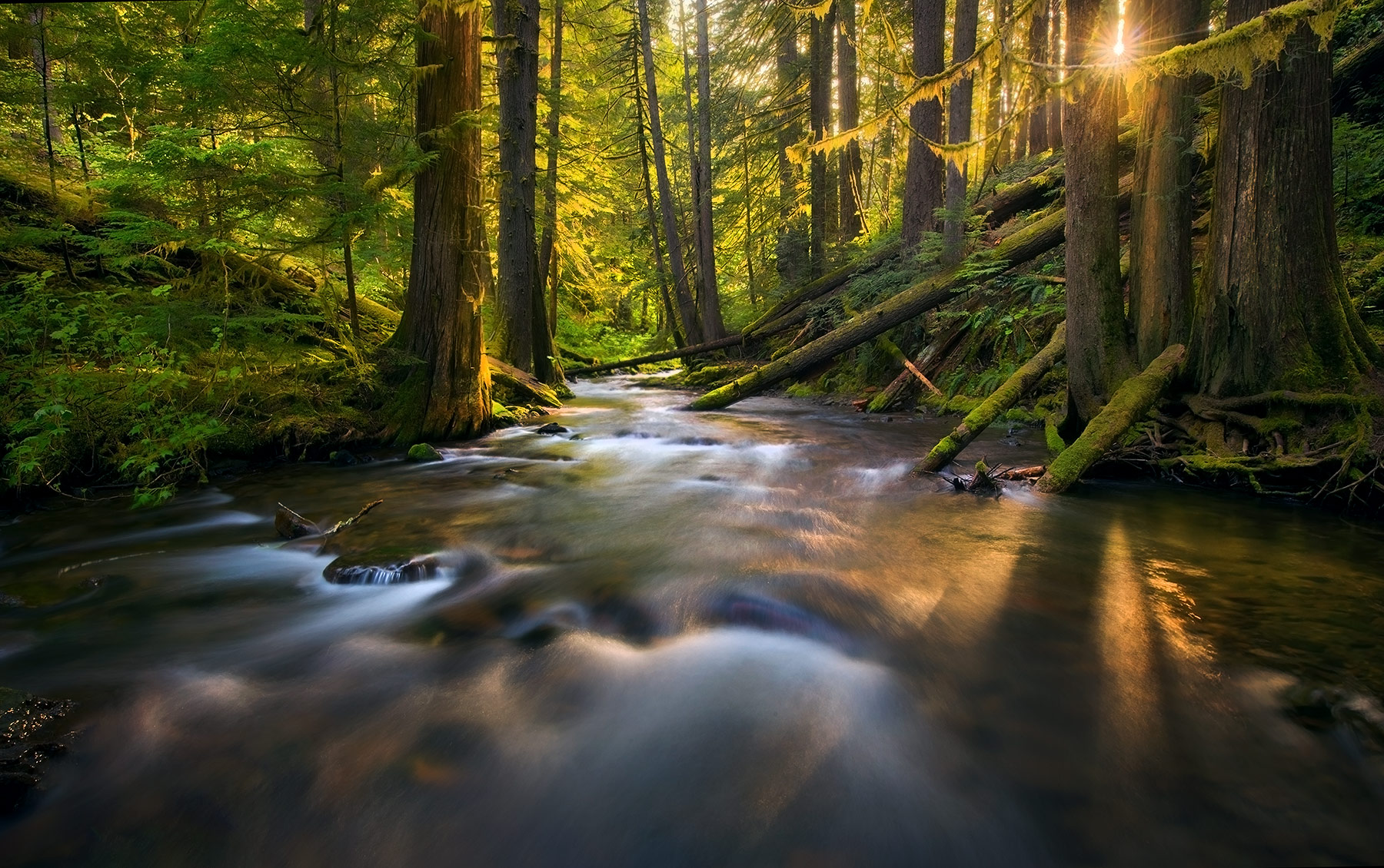 Morning light beams through the Washington Rain Forest