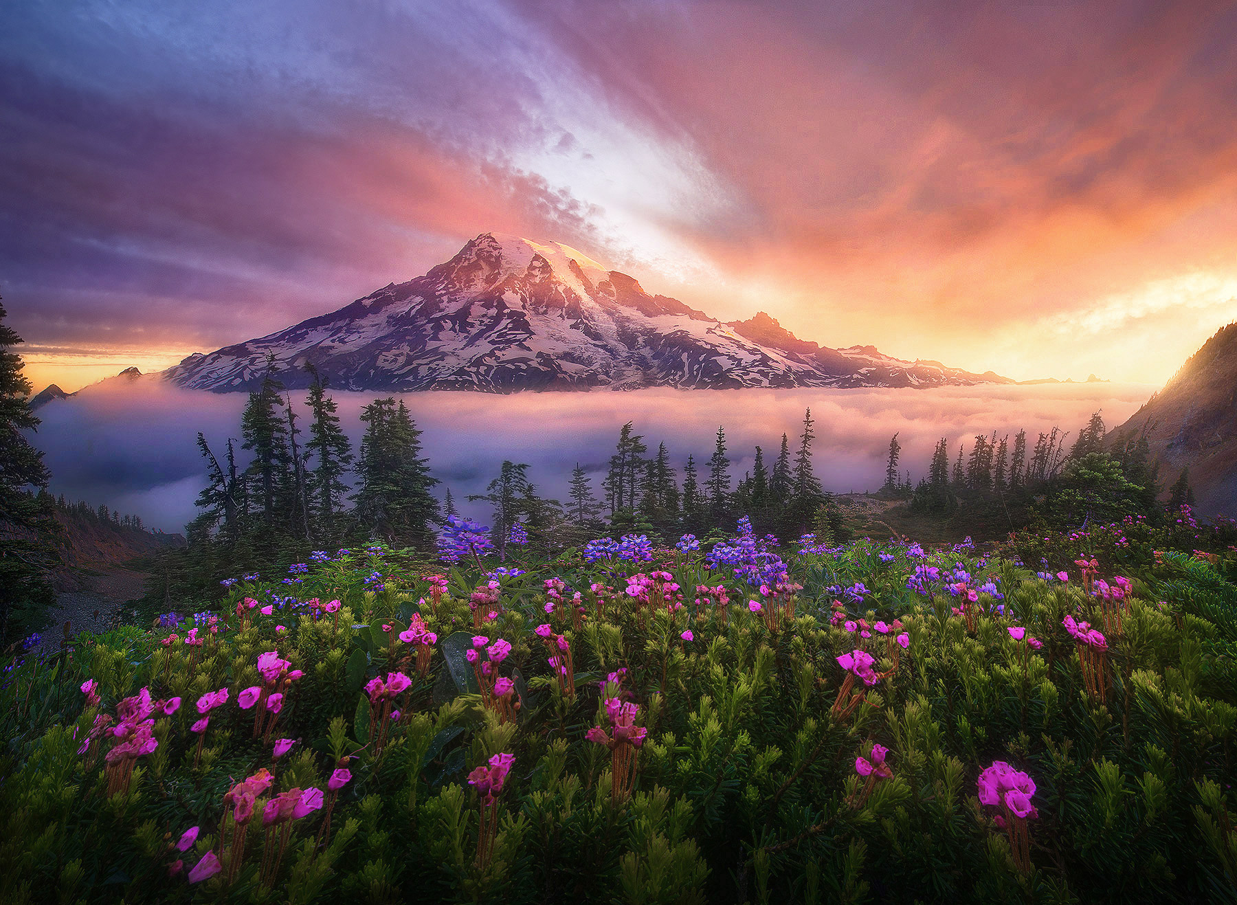 An incredible sunrise above the clouds in the Tatoosh range greets the great Mount Rainier, named Tahoma, by the natives before...