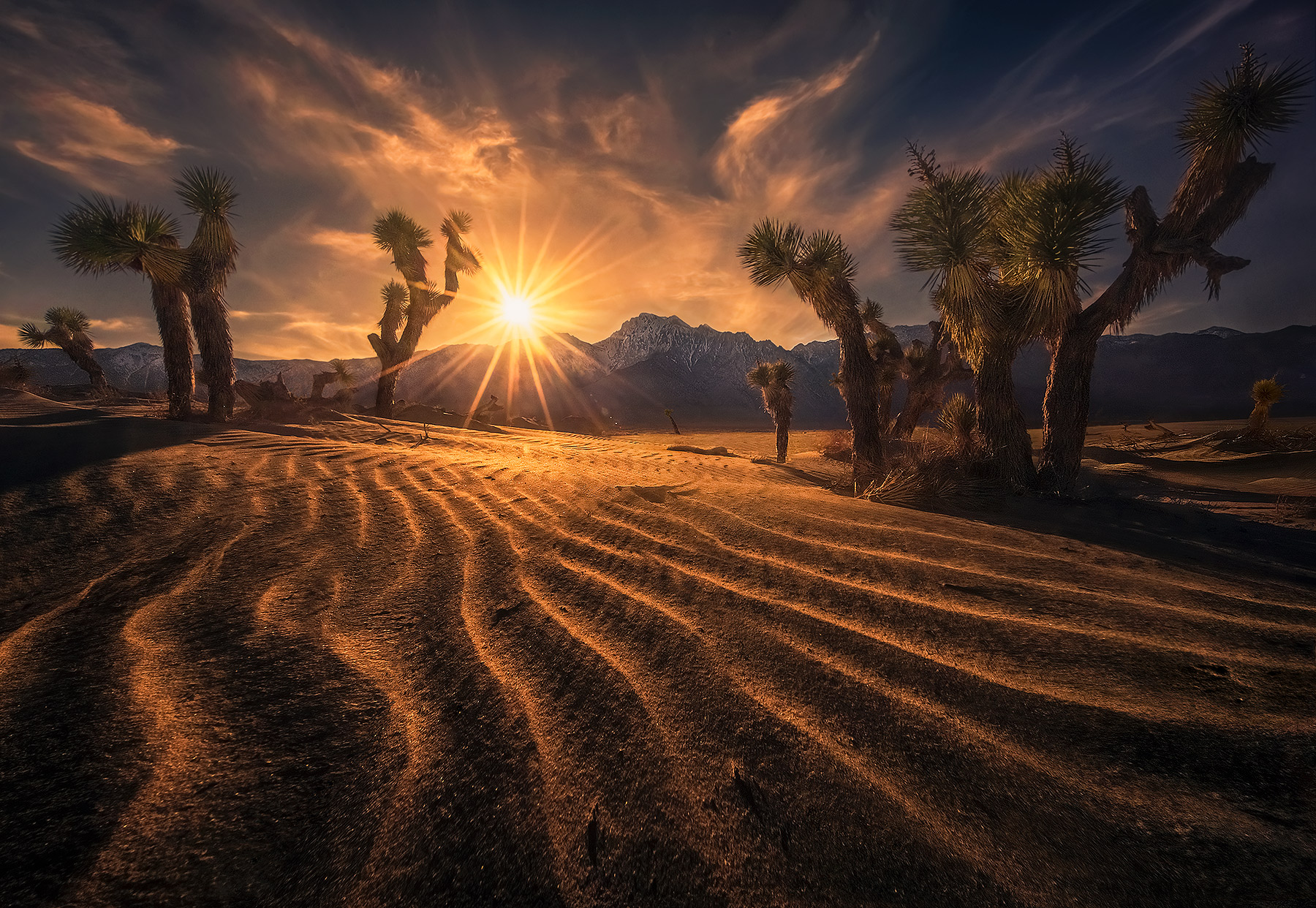 The bold colors of sunset heat on these ever shifting dunes which have trapped entire&nbsp;forests of Joshua Trees in their grasp...