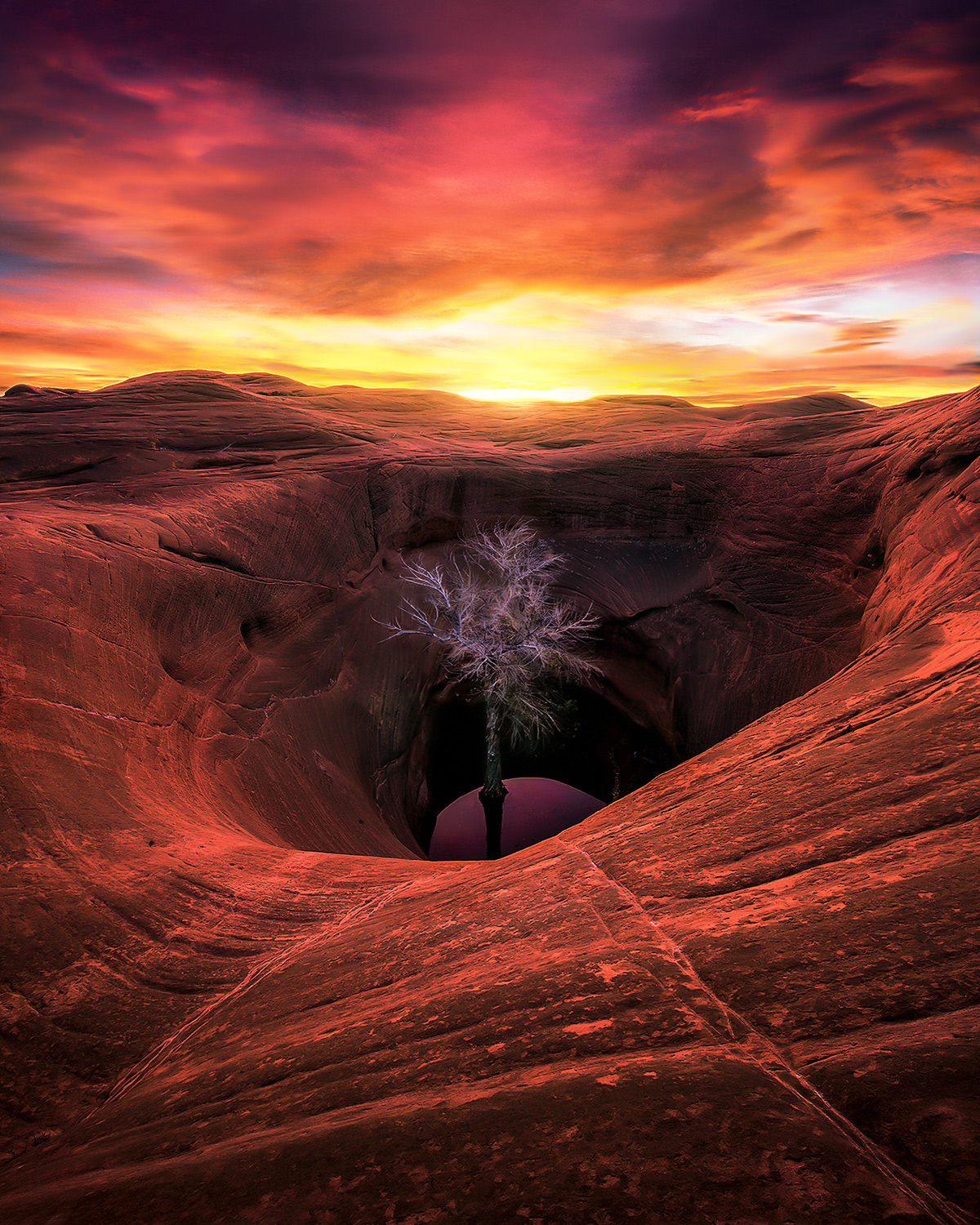 A lone Cottonwood at sunrise enduring life on the sandstone plain.