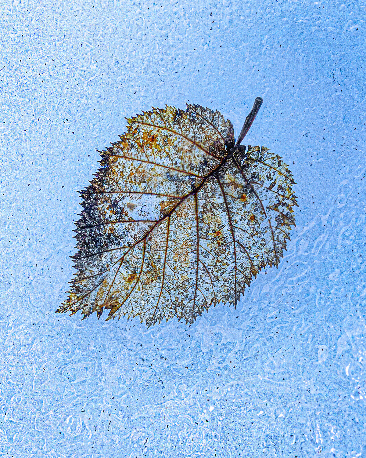 leaf, glacier