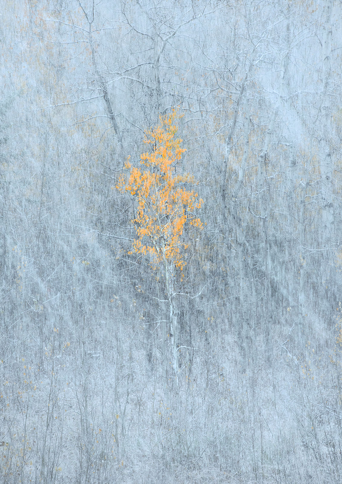 A lone, colorful Aspen isolated in heavy snowfall. It was the first snowfall of the Fall season in Glacier Park, and 10 inches...