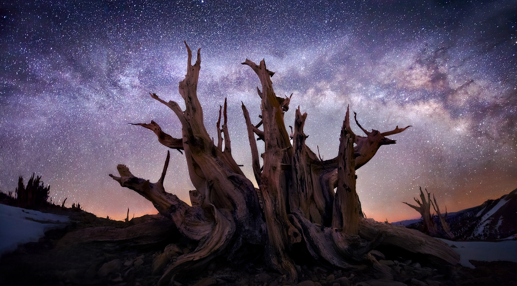 This is a 150-degree field of view across the milky way over an ancient, 5-meter wide Bristlecone Pine, the oldest living things...