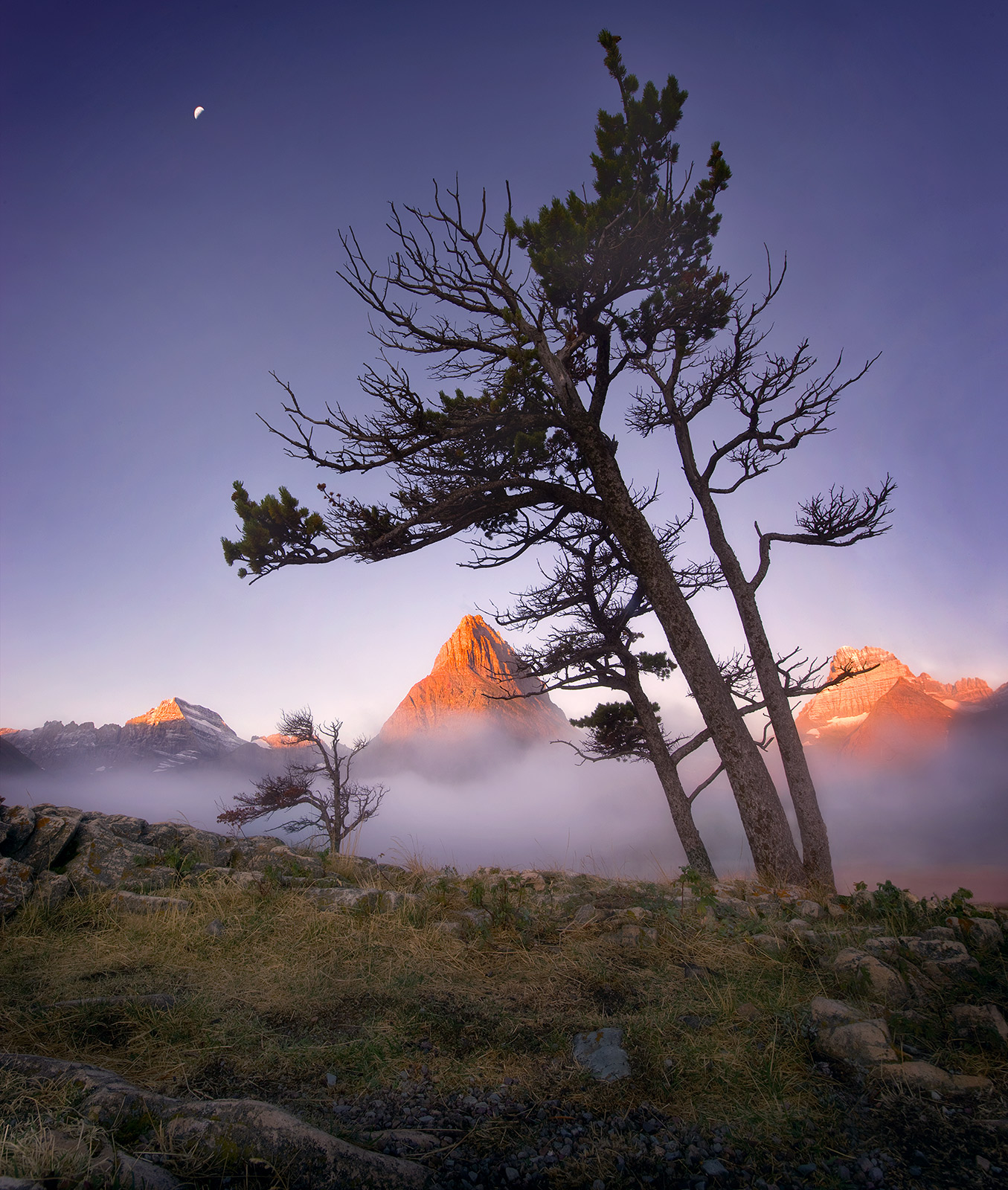 Old trees tower over peaks illuminated in the distance at sunrise under the crescent moon in Glacier Park, Montana.