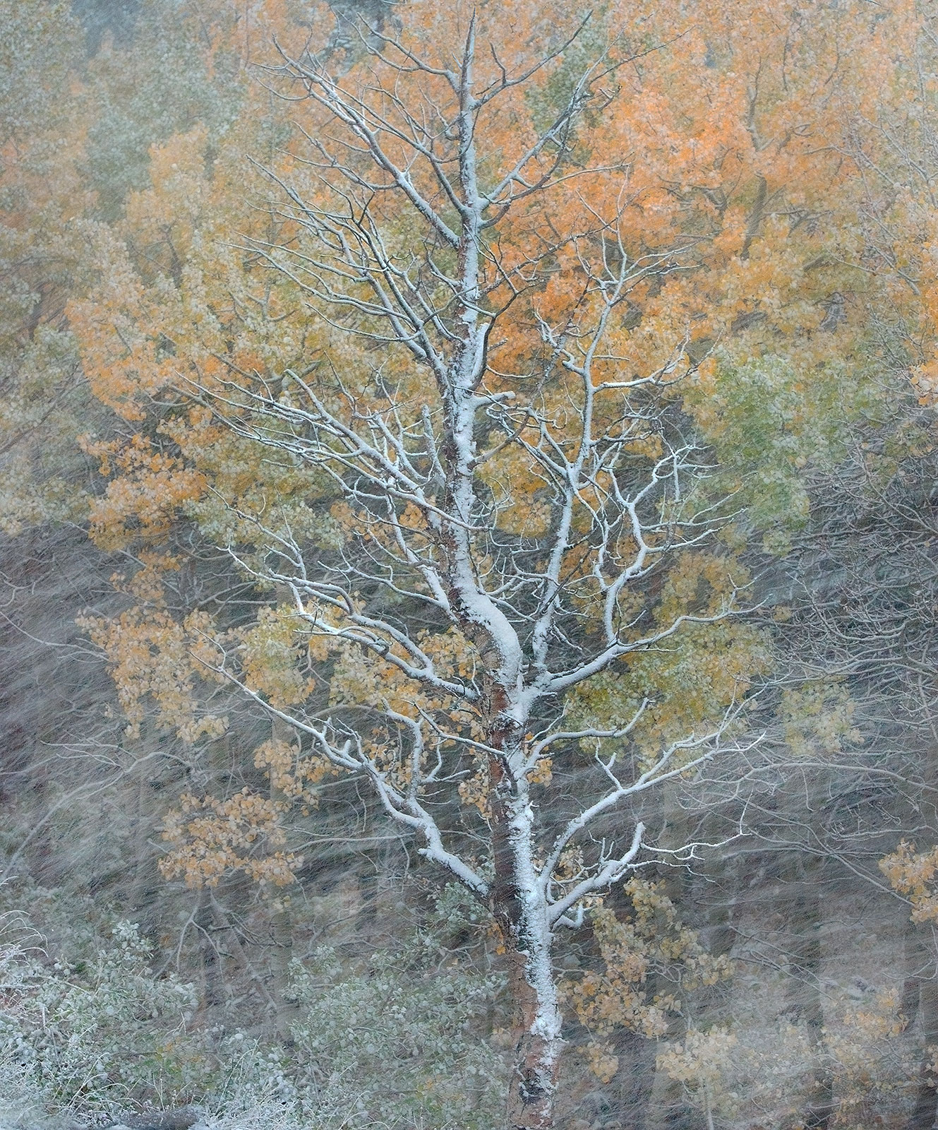 A blizzard moves in and blankets an already-bare tree set against others yet to come. Glacier Park, Montana.