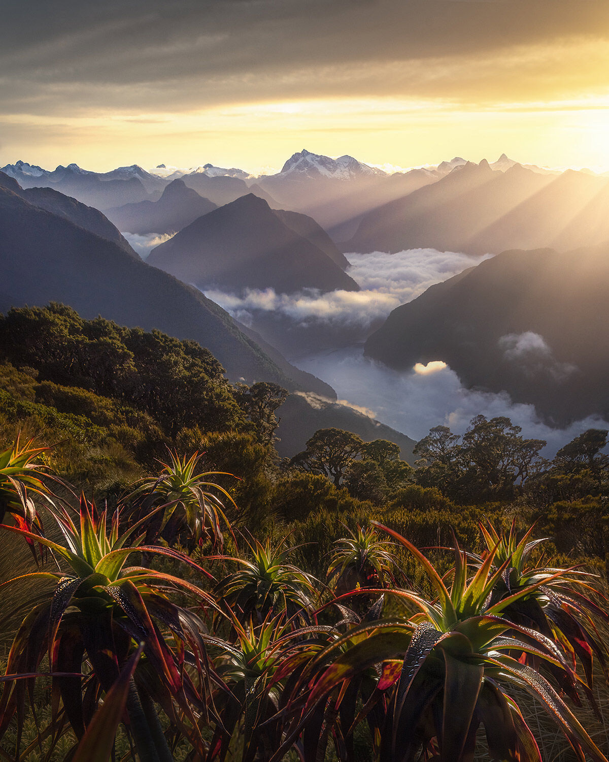 The view one magical morning atop Fiordland National Park in New Zealand