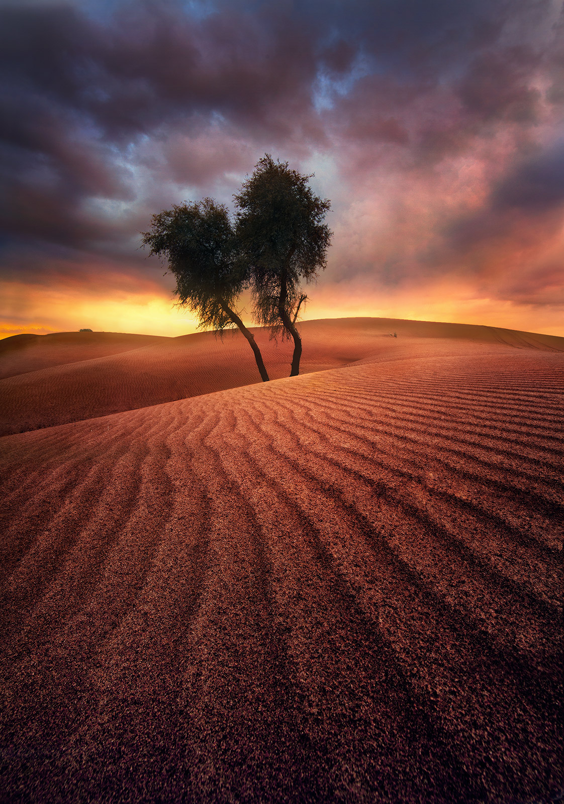 Two lone trees on the endless sands, waiting for the light. United Arab Emirates.