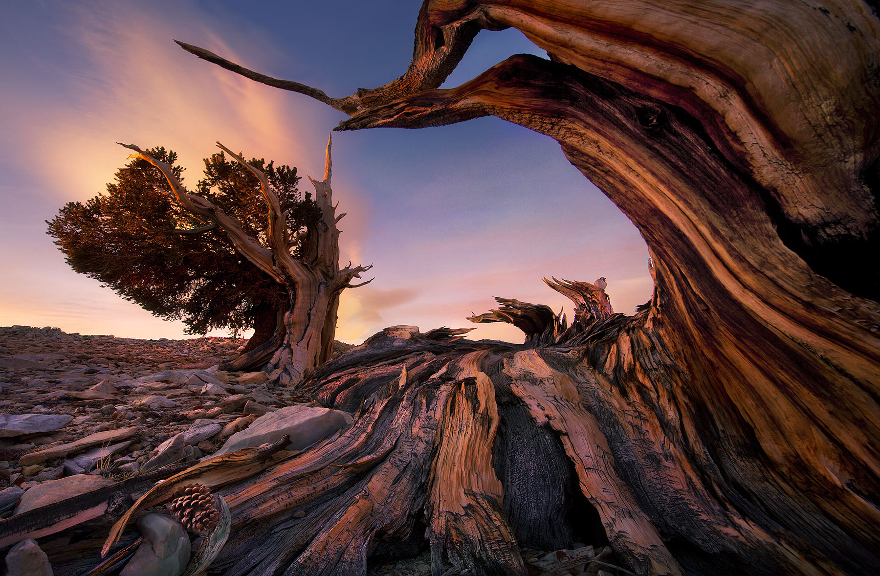 A study in Bristlecone Pines, the world's oldest living things, photographed here from my campsite at sunrise in winter atop...