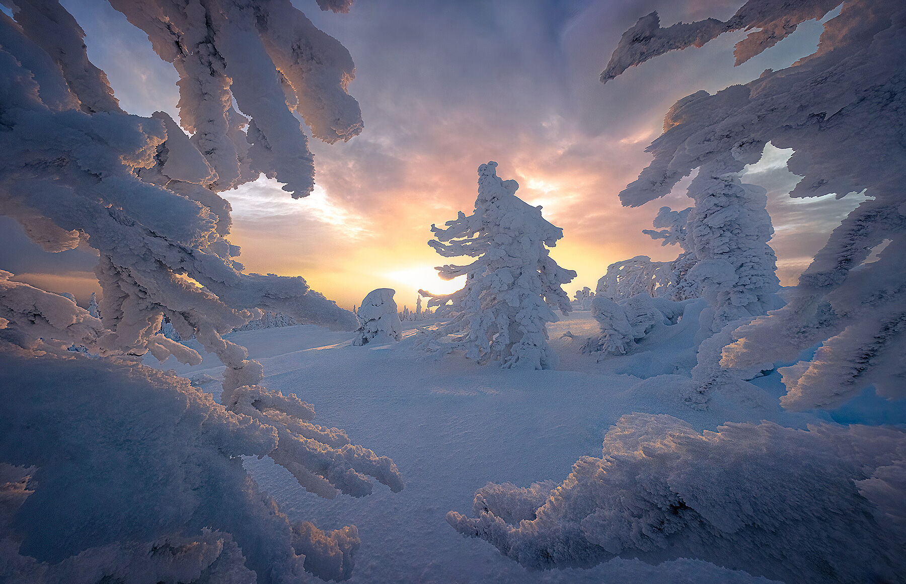 Trees coated in rime ice embrace the sunset in Alaska's arctic.