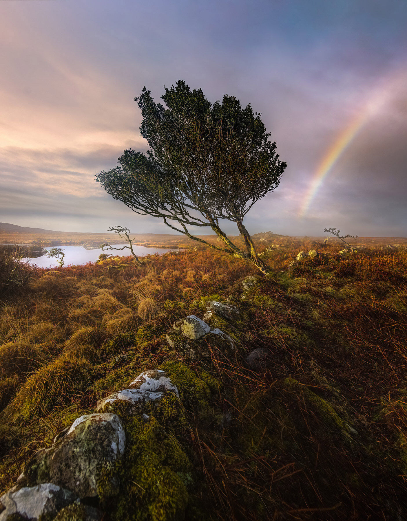Ireland is known for old rock walls and lovely windswept landscapes like this, with gnarled trees.  This morning we were lucky...