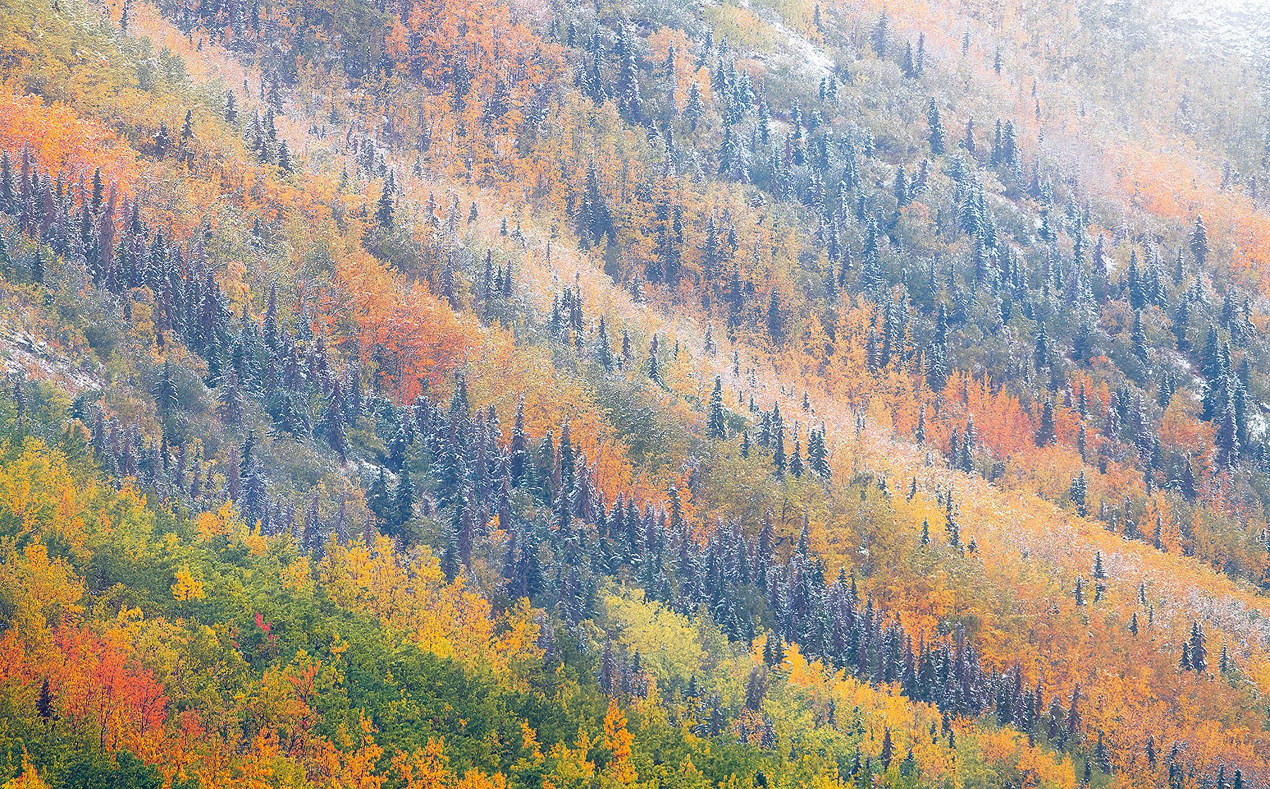 1000mm gives you a lot more options when composing layered landscapes like this rare combination of snow and autumn colors!