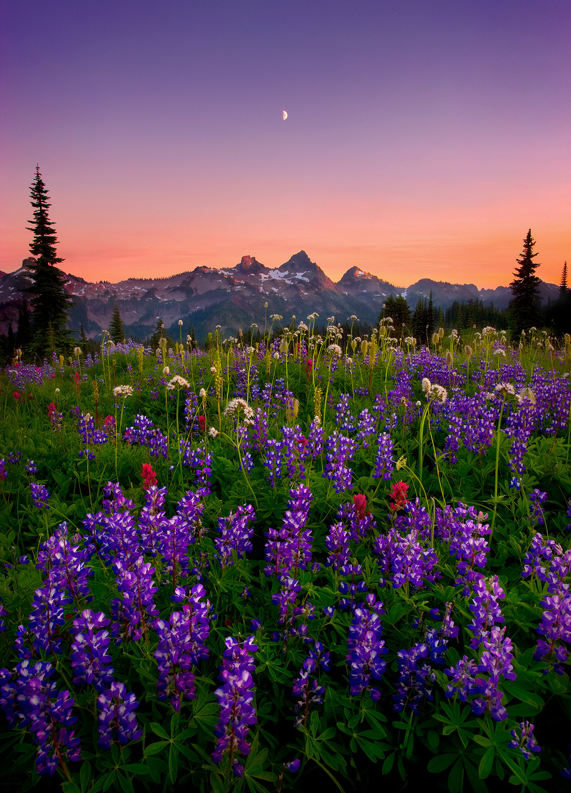 Layers of striking wildflowers under twilight skies and the half moon looking towards Washington's Tatoosh Range in Mount Rainier...