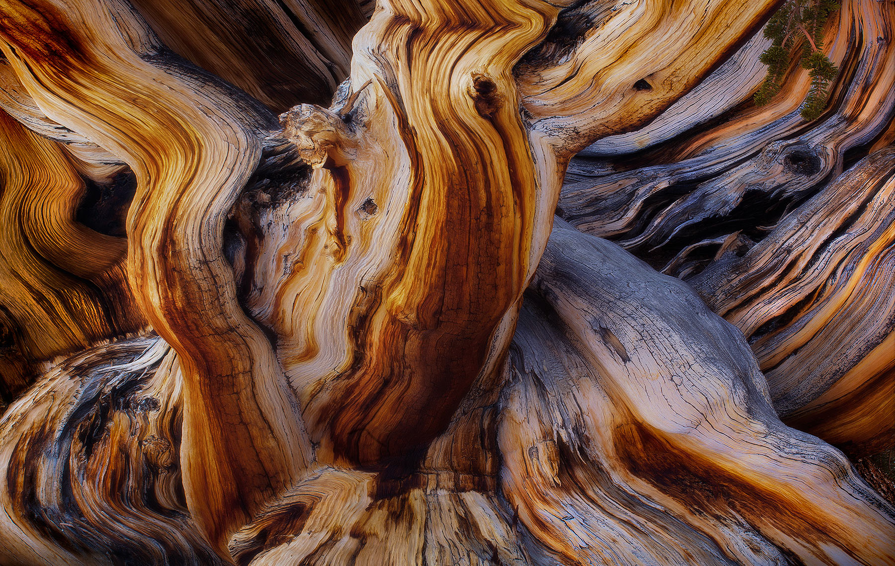 Twisted Colors (2010) An abstraction of the side of an enormous, 7-meter wide Bristlecone Pine that is more than 3000 years old. I found the giant...