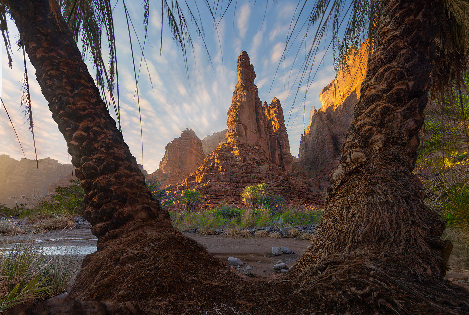 A view from inside one of the many groves of palm trees that line moist canyons of Saudi Arabia's Wadi Al-Disah region.
