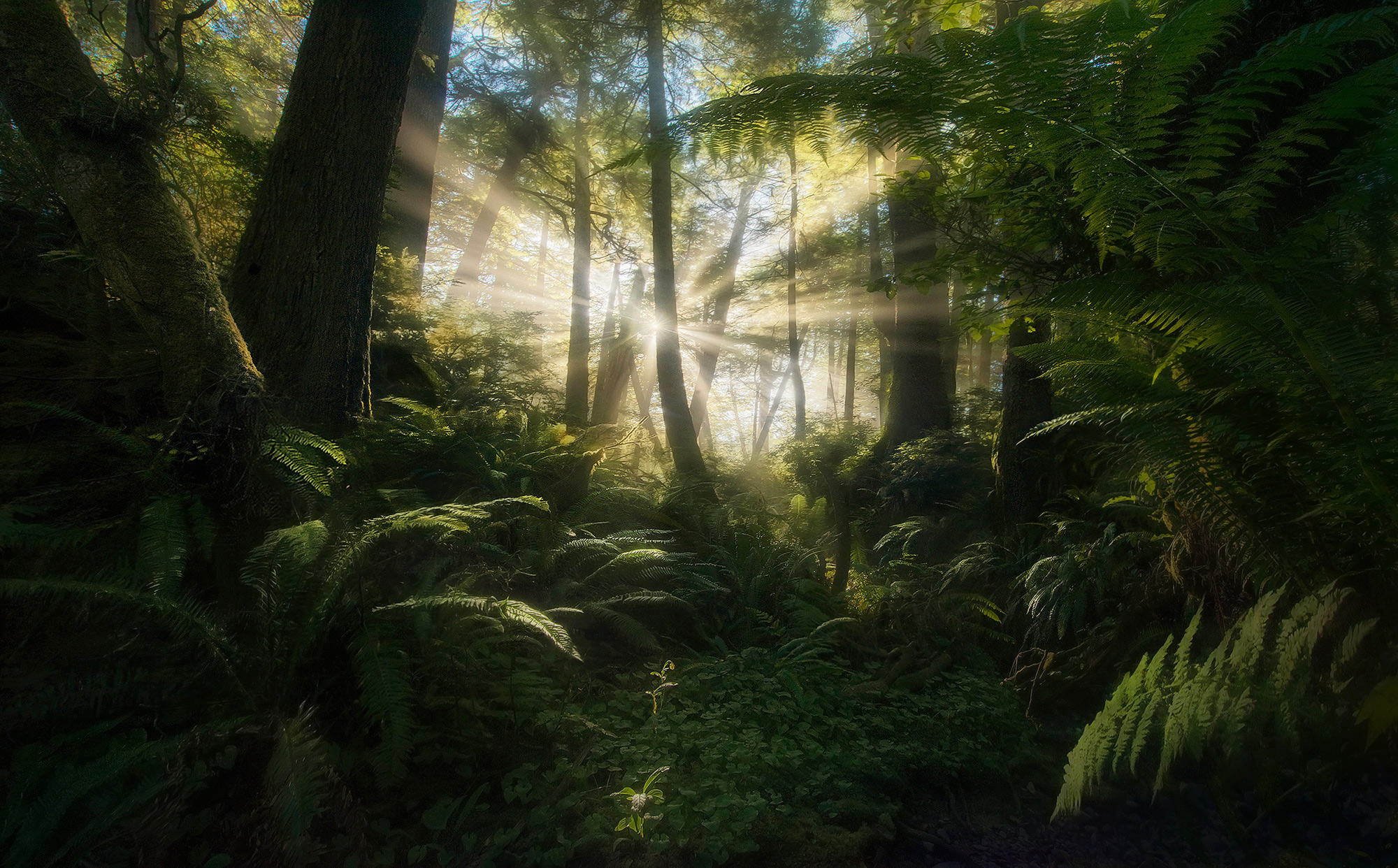 Coastal rain forest in Washington's Olympic Park one special morning. &nbsp;Having only seconds to compose with, I ducked under...