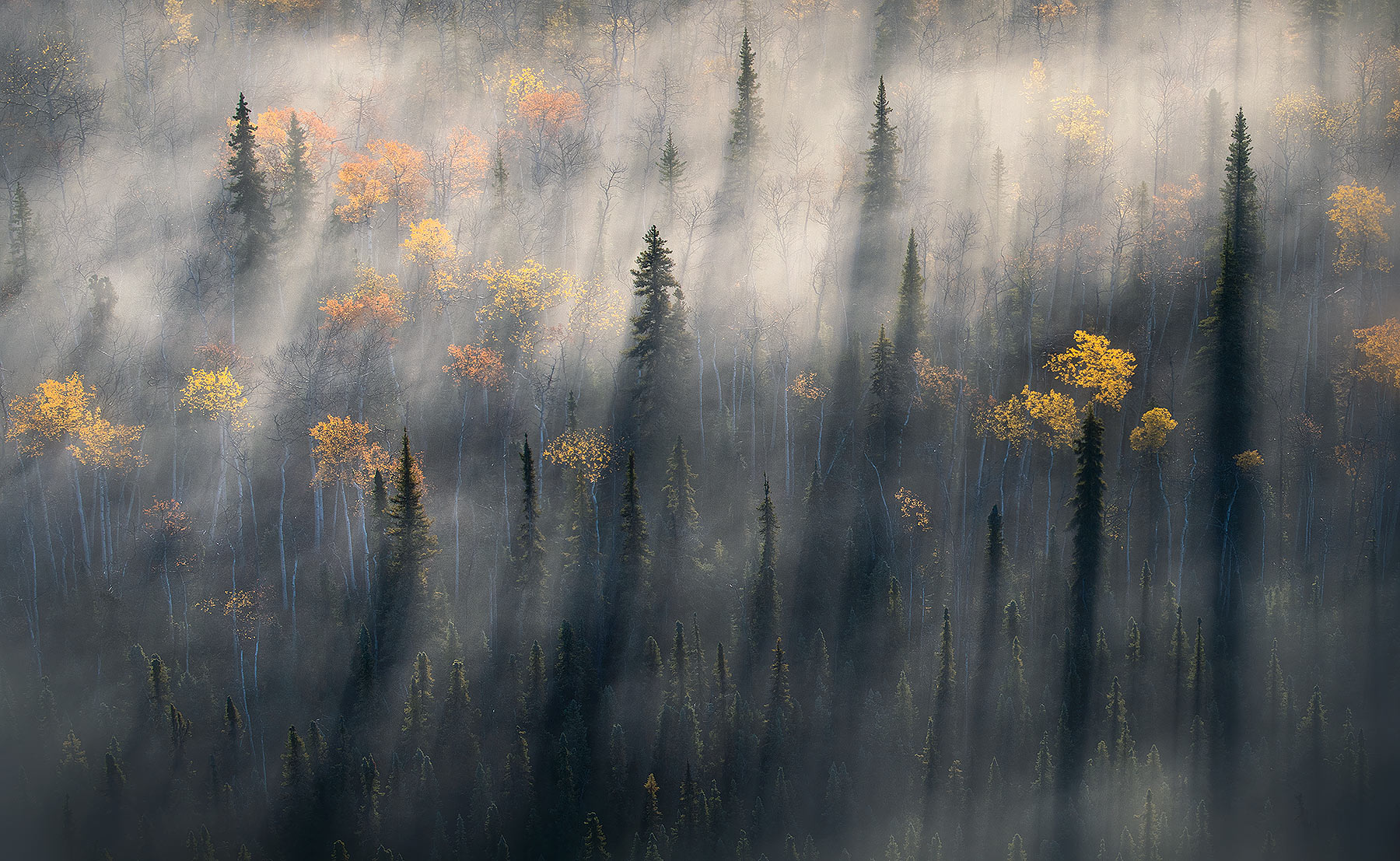 Colors of the boreal forest bathed in fog with early morning&nbsp;light from above. &nbsp;