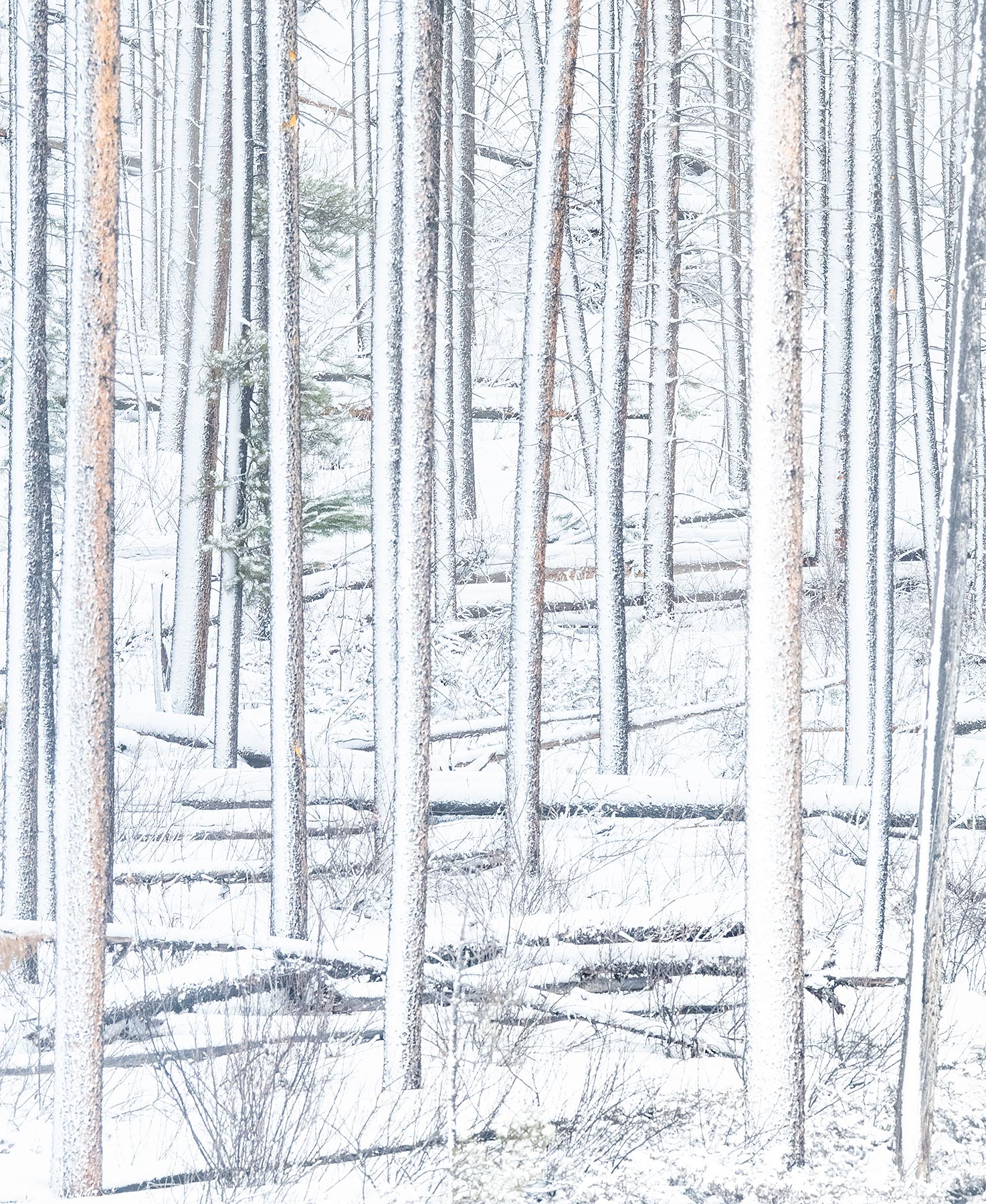 An abstraction of fallen snow in mid-winter in a forest consumed by the Pine Beetles.&nbsp;