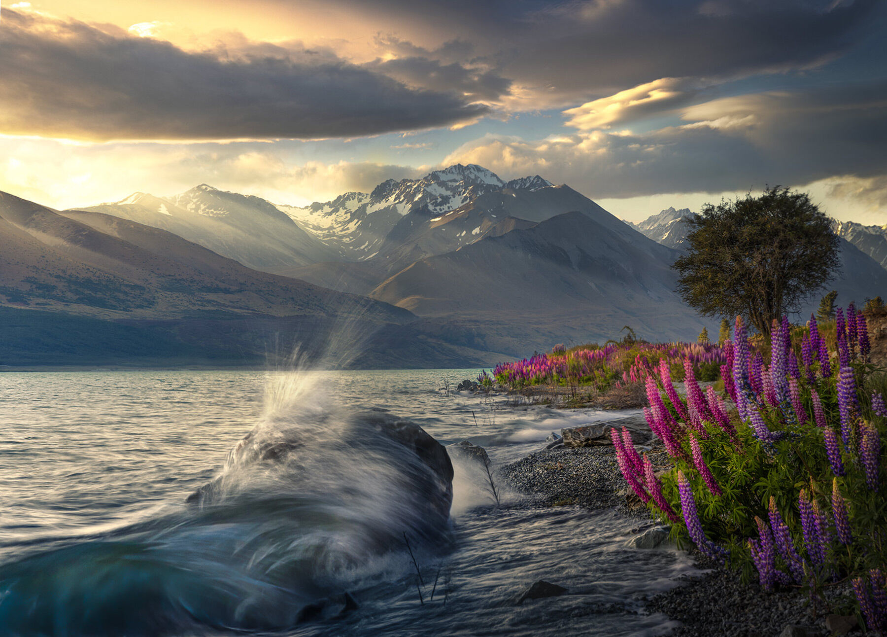 Waves crash during sunset light from the wildflower laden shores of Lake Pukaki in New Zealand