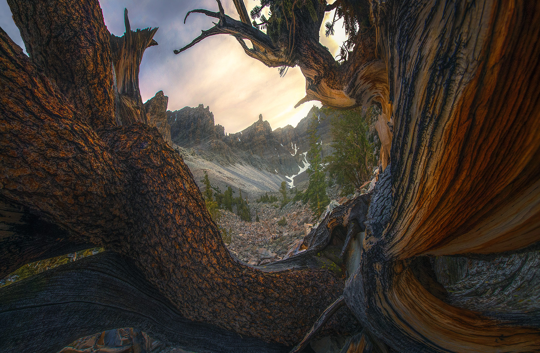 Bristlecone Pines are the oldest trees on Earth. &nbsp;Here you can find them set amidst beautiful mountains.&nbsp;