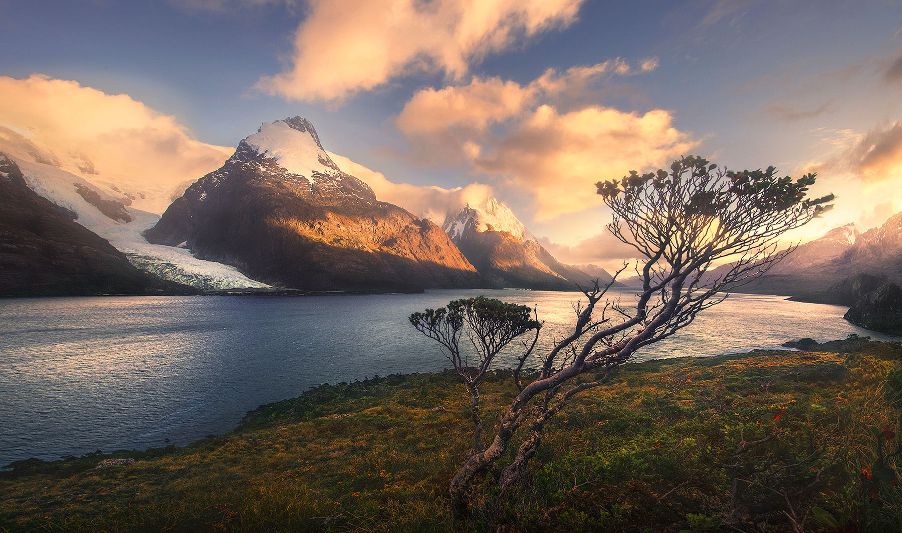 The typical shape of the Coigue Tree, soul of the Patagonian Fiords