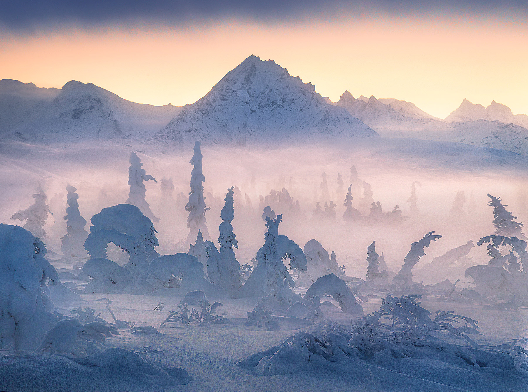 Snow trees of the Nalchina Valley in Alaska one misty evening in January.