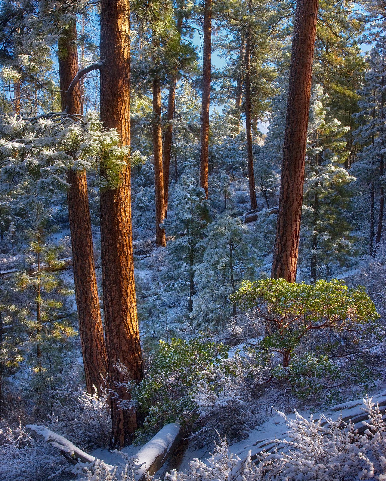 Winter's Grace (2009) This image shows off some beautiful light on Ponderosa Pine forest in Oregon's Freemont Range, and the arragnement of colors...