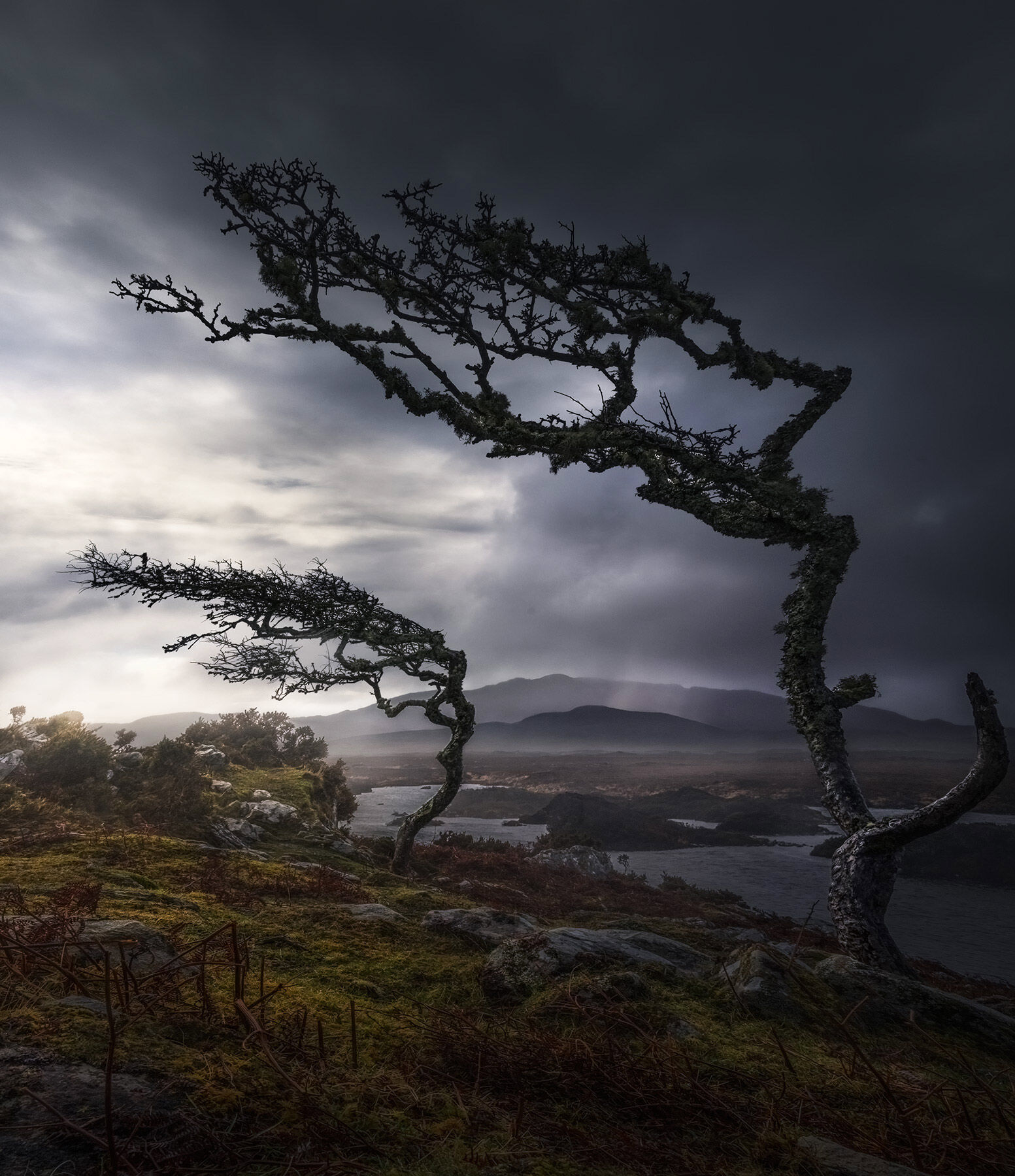 Two gnarled old oaks clinging to a hillside above some lochs in the Ireland barrens