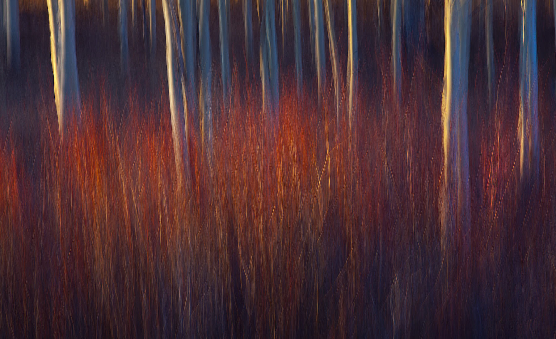 Camera motion during the exposure creates an abstract rendition of Willows and Aspen.