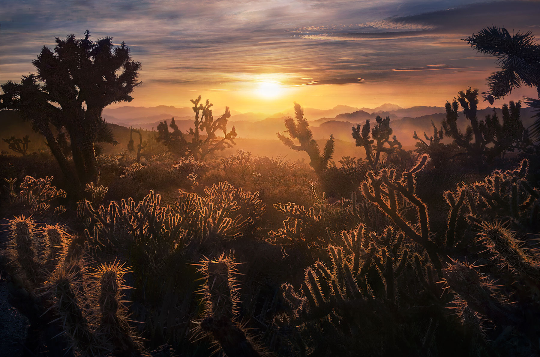 The evening sun greets a forest of Cactus and Joshua Trees above the Mojave Desert Preserve, California